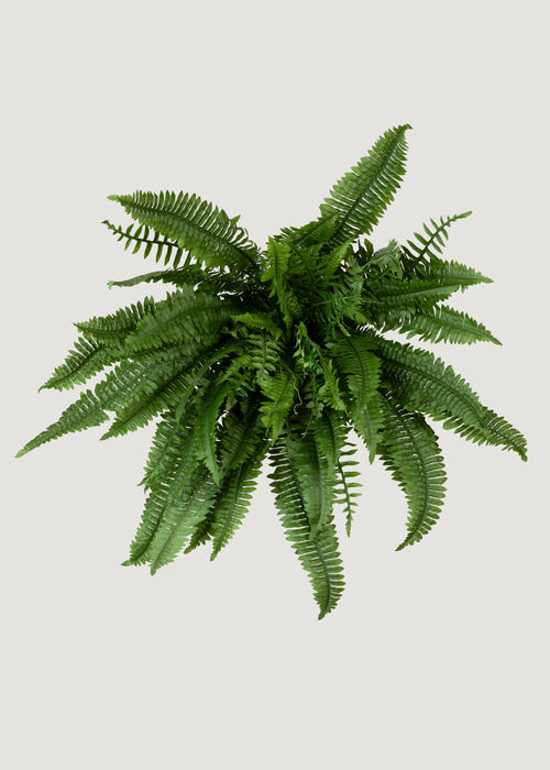 Faux Boston Fern