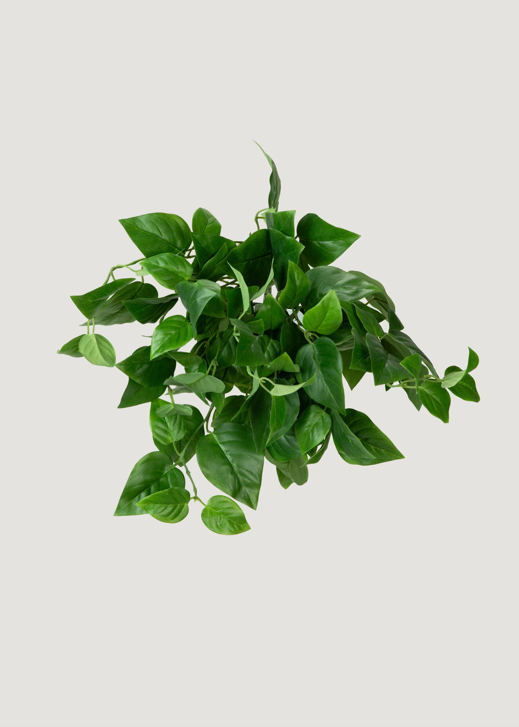UV Treated Outdoor Hanging Philodendron 