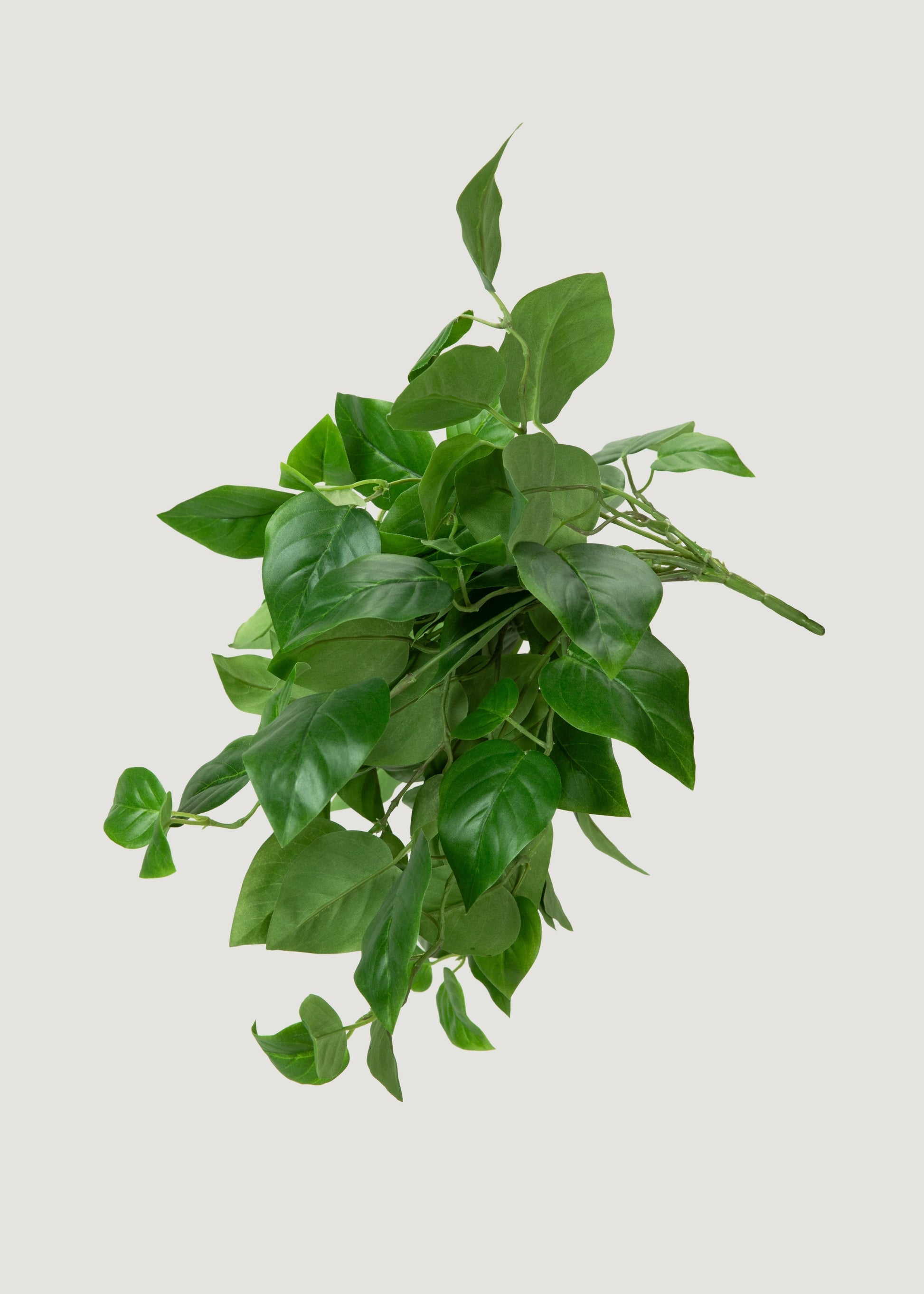 UV Treated Philodendron Plant
