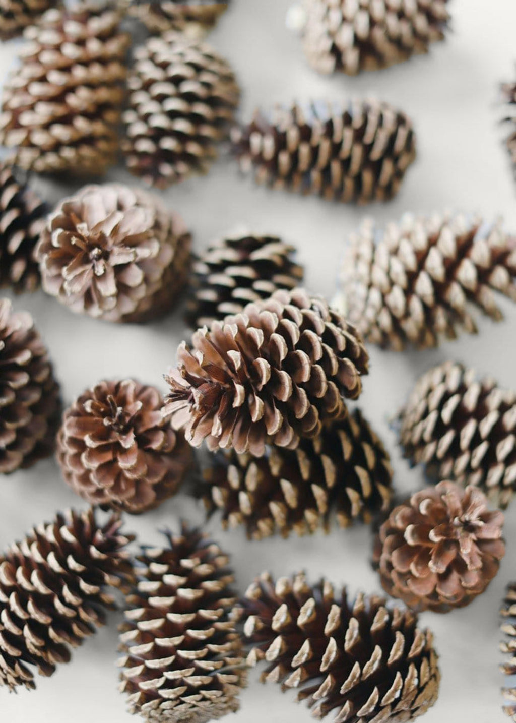 Afloral Bulk Natural Pine Cones