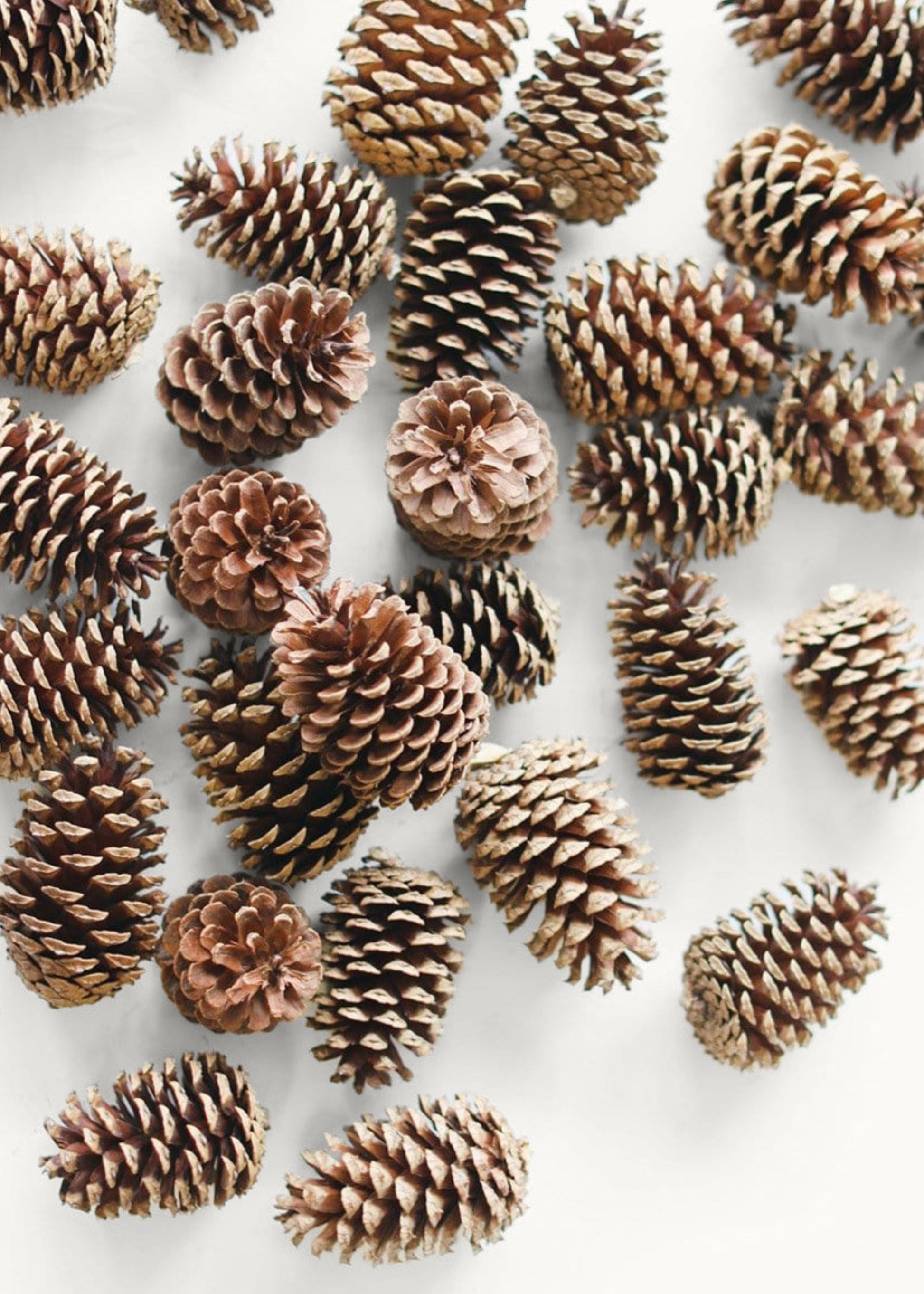 Afloral Brown Bulk Pine Cones