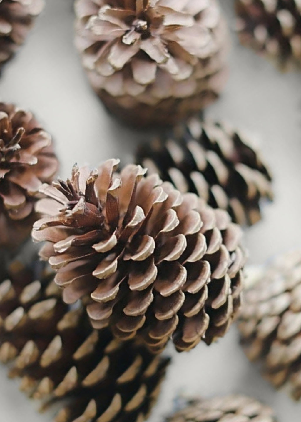 Close-up of Natural Pinecone