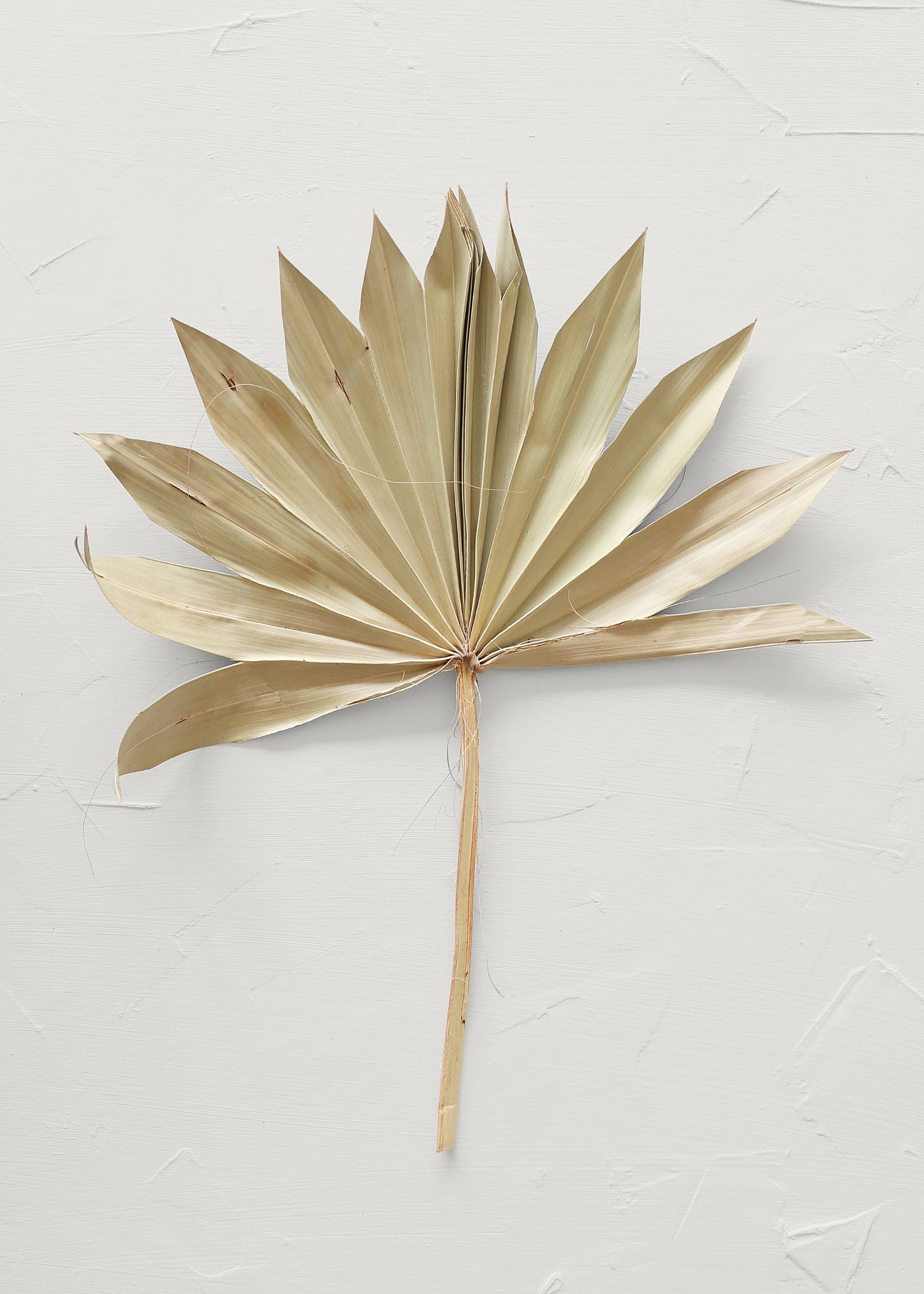 Beautiful Dried Sun Palm Light Green