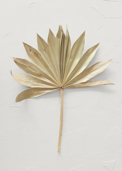 Beautiful Dried Sun Palm Light Green