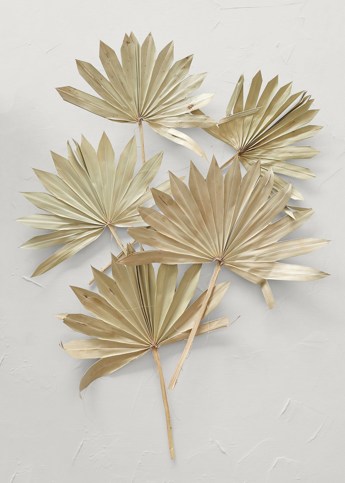 Natural Sun Palms