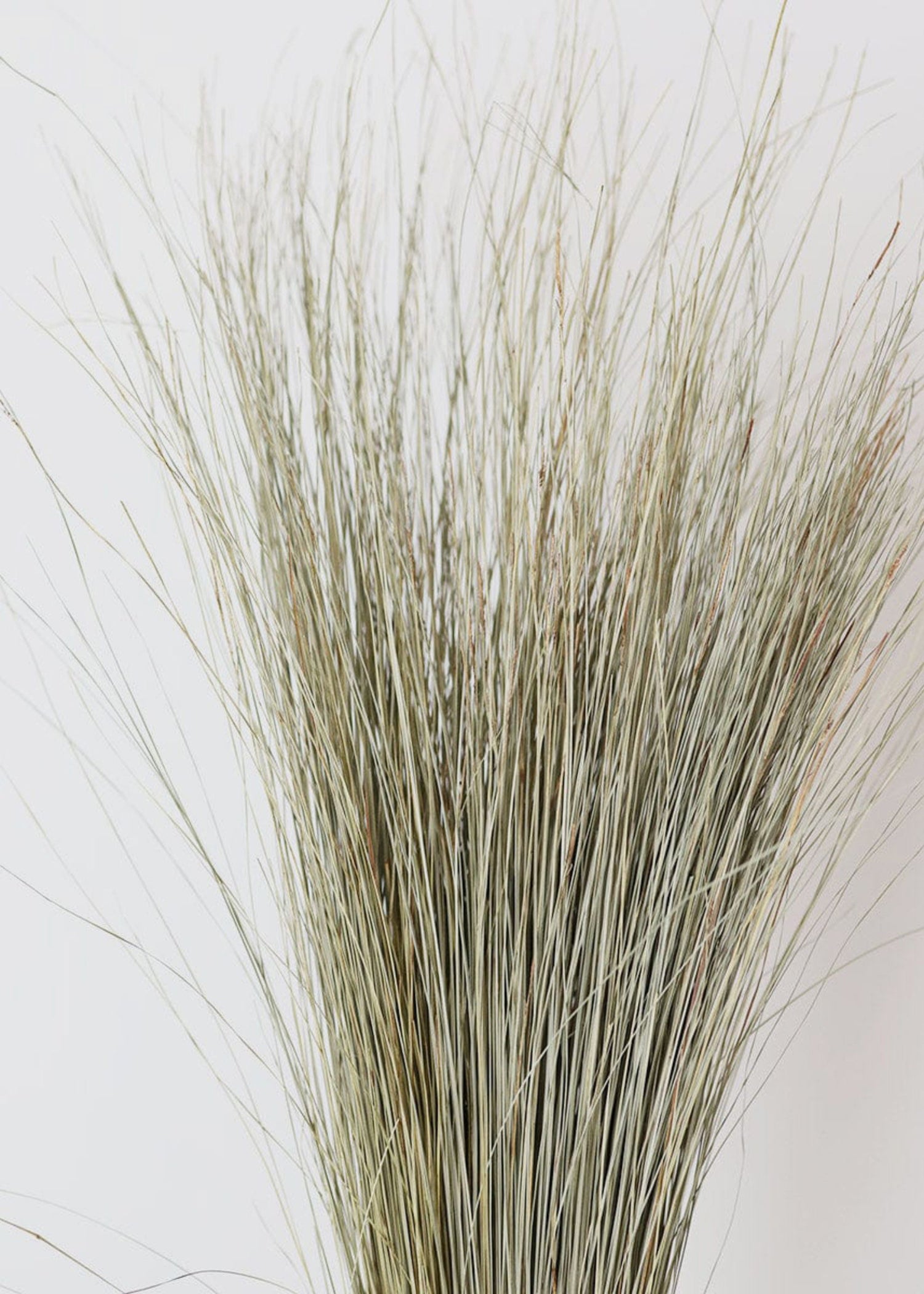 Dried Decor Natural Green Dune Grass at Afloral
