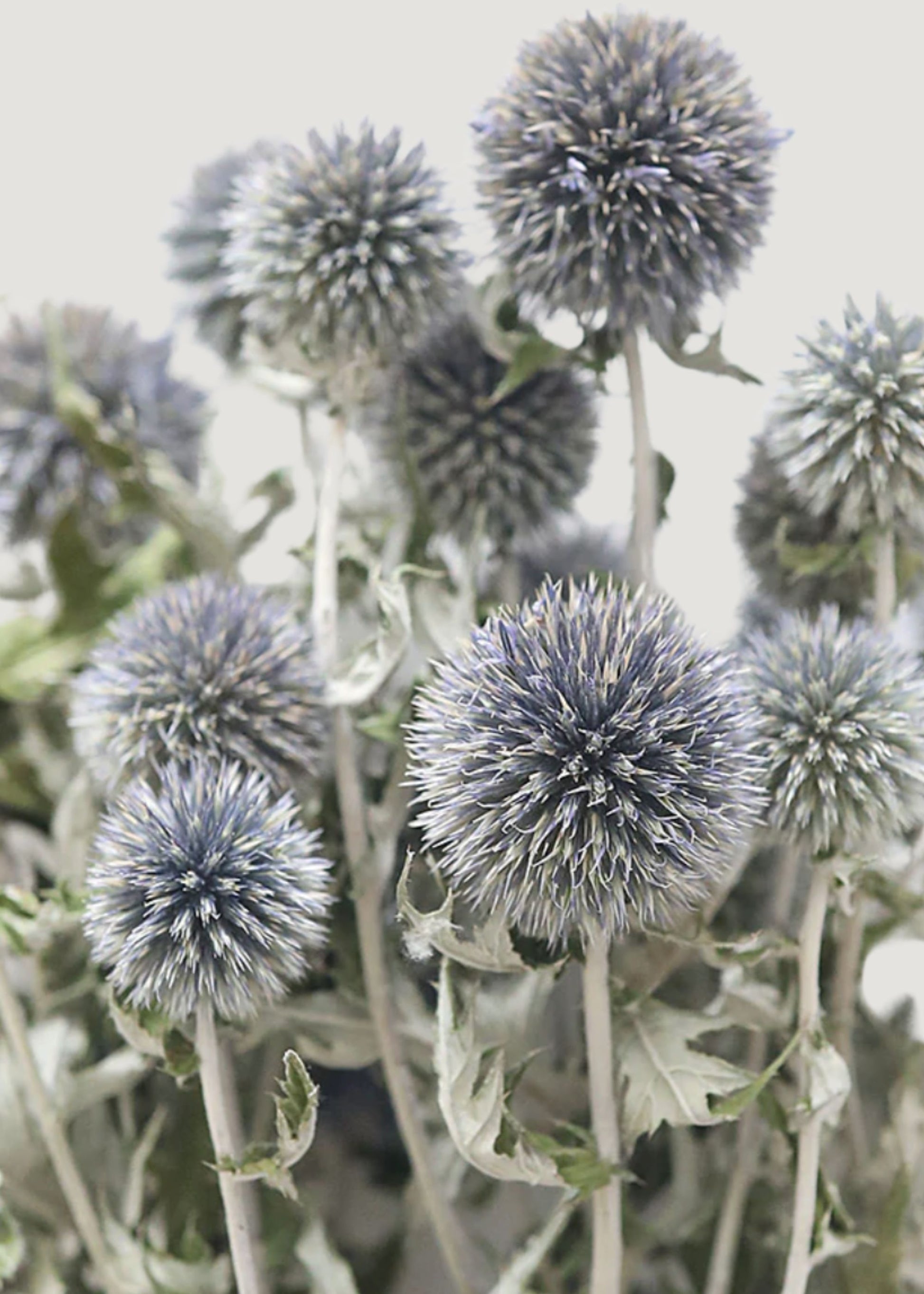 Close-up of Dried Flower Globe Thistle Echinops