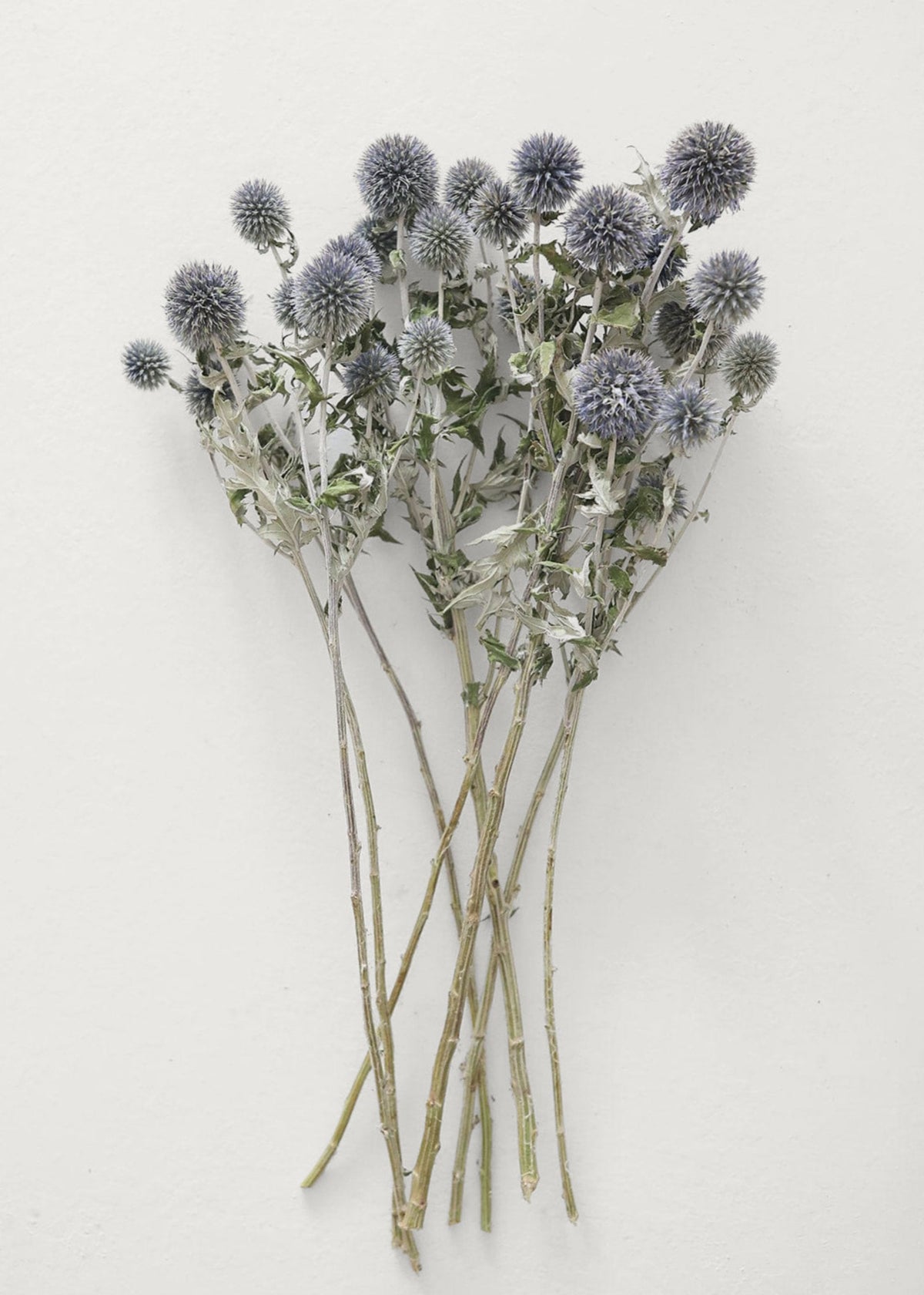 Natural Flowers Dried Globe Thistle Bundle in Blue Green at Afloral
