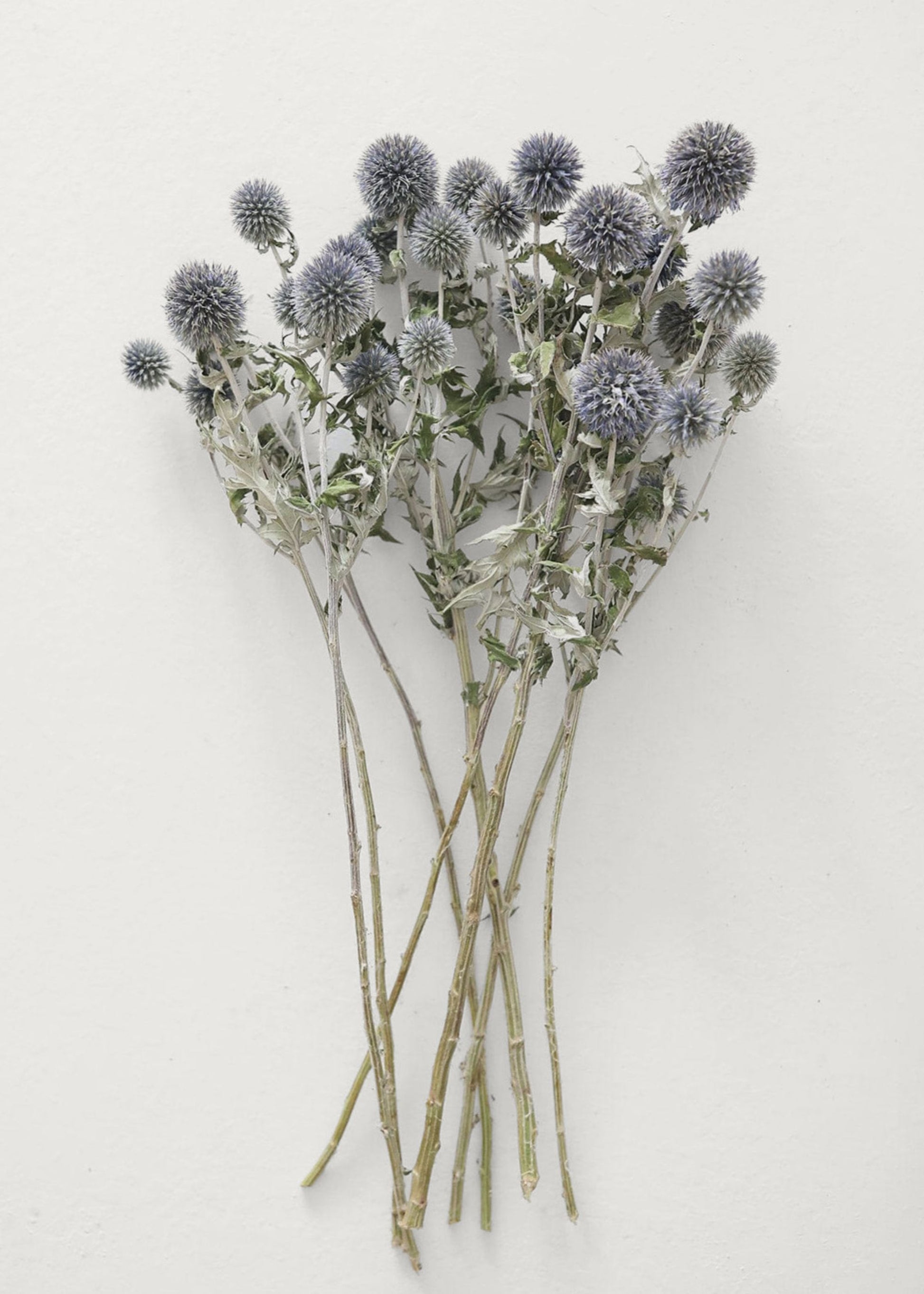Natural Flowers Dried Globe Thistle Bundle in Blue Green at Afloral