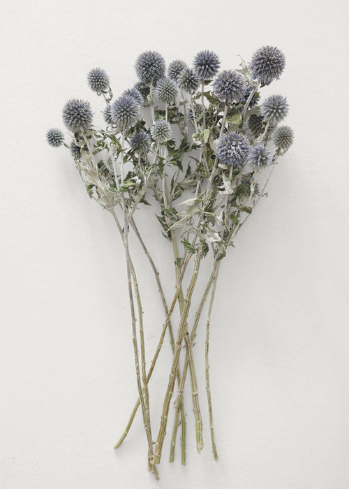 Natural Flowers Dried Globe Thistle Bundle in Blue Green at Afloral