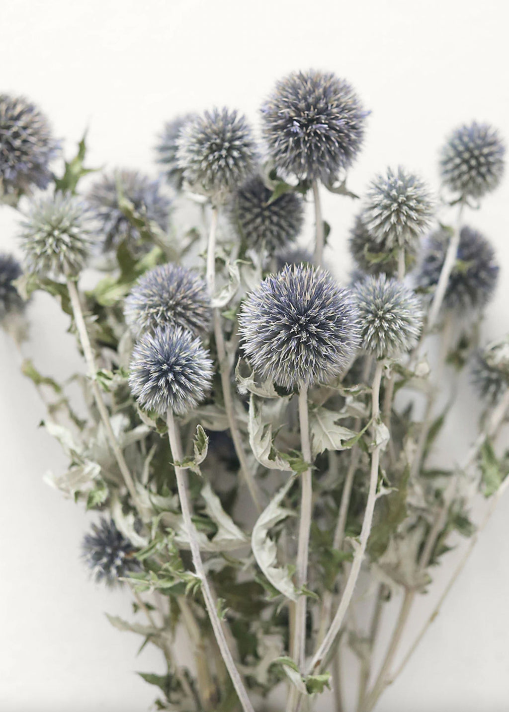 Dried Flower Globe Thistle Echinops at Afloral