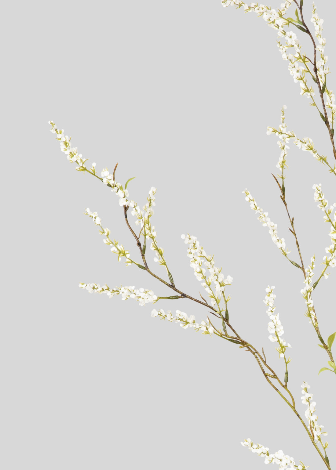 Fake Spirea