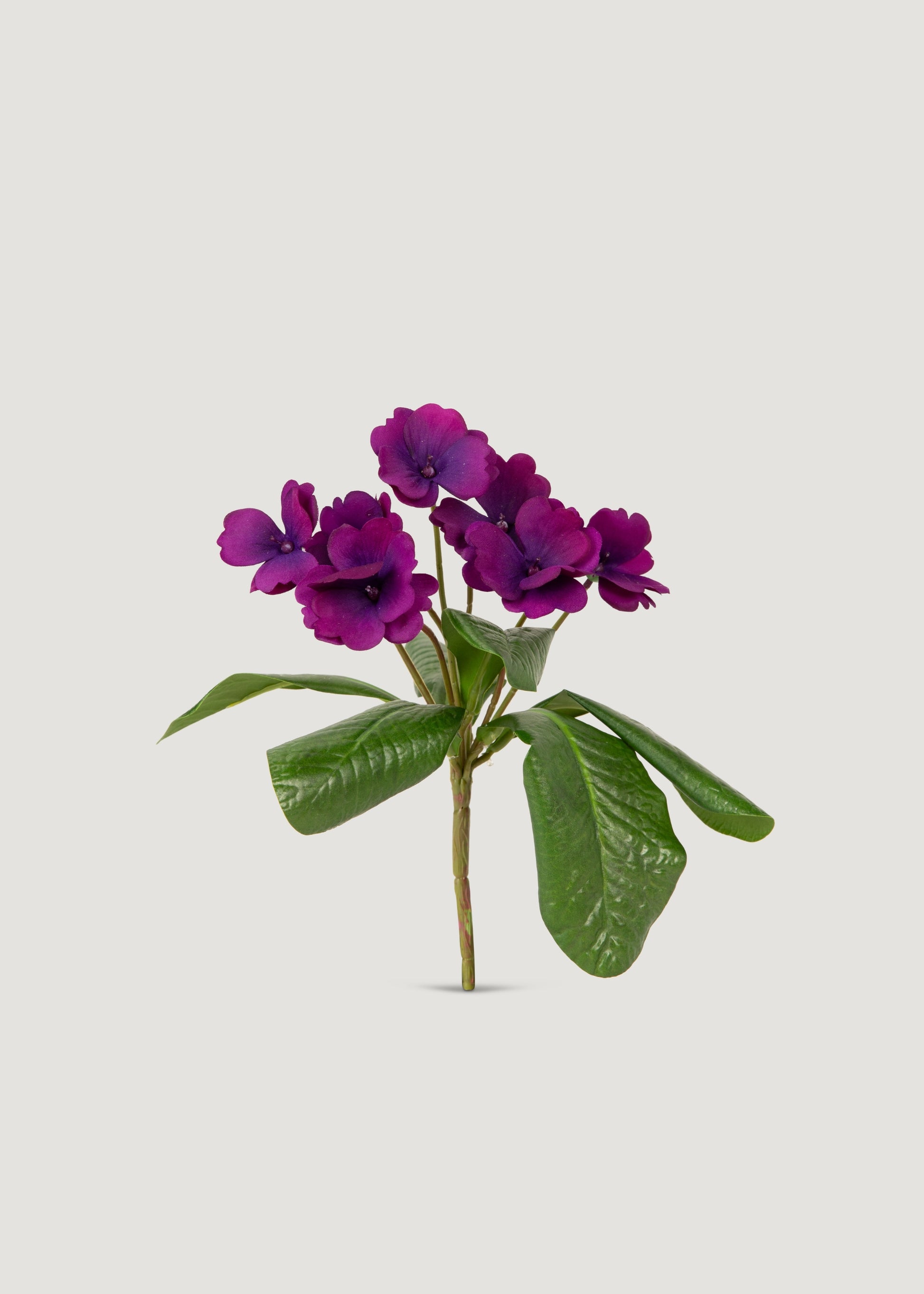 Small Fake African Violet Bush