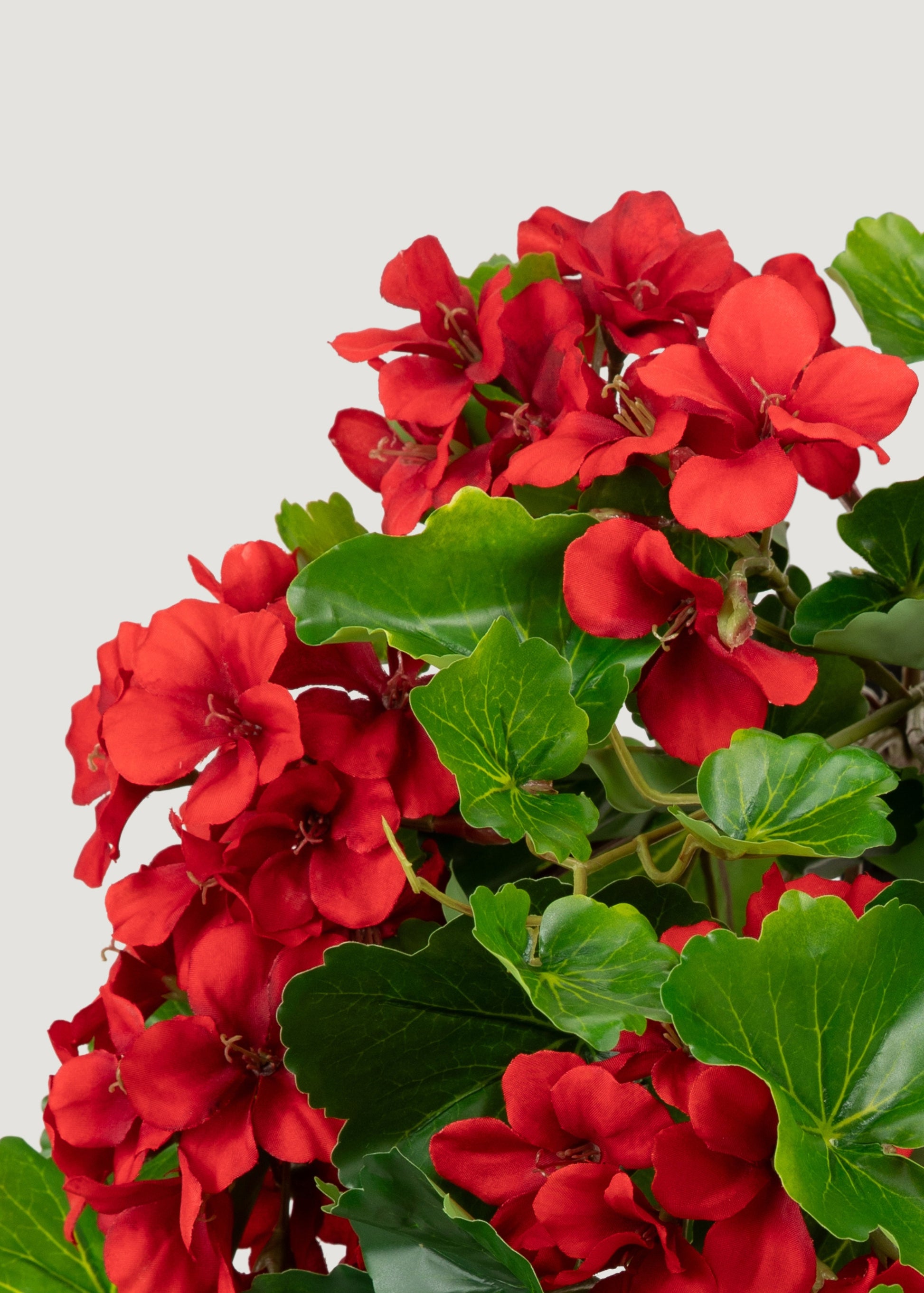 hanging geranium plants UV Protected Red Geranium Bush 24"