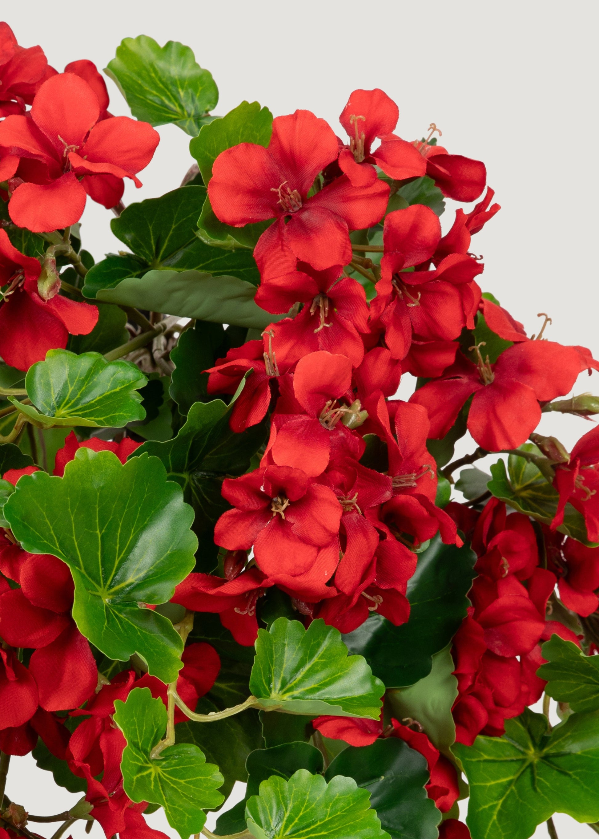 red hanging plants outdoor UV Protected Red Geranium Bush 24"