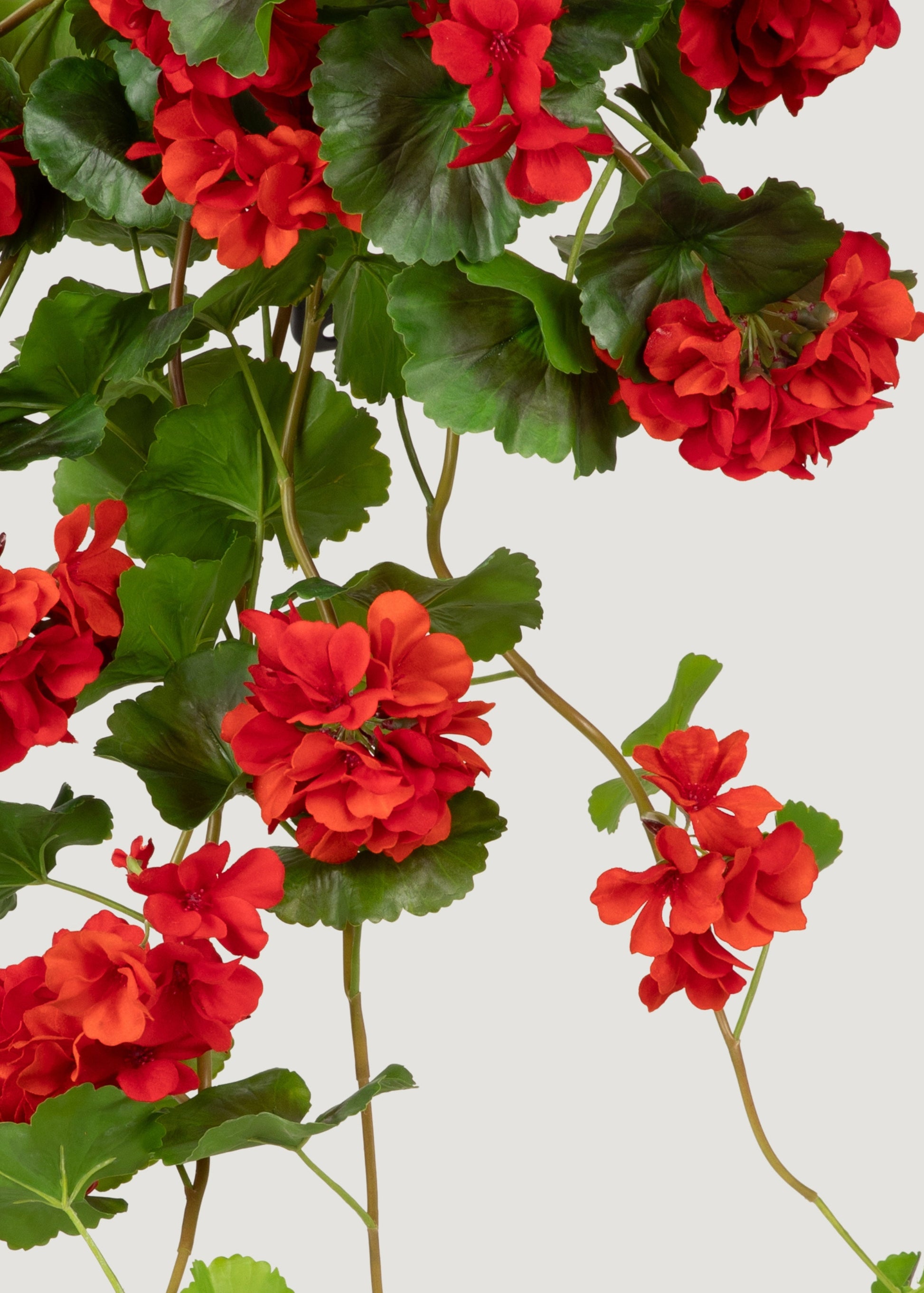 Hanging Red Geranium
