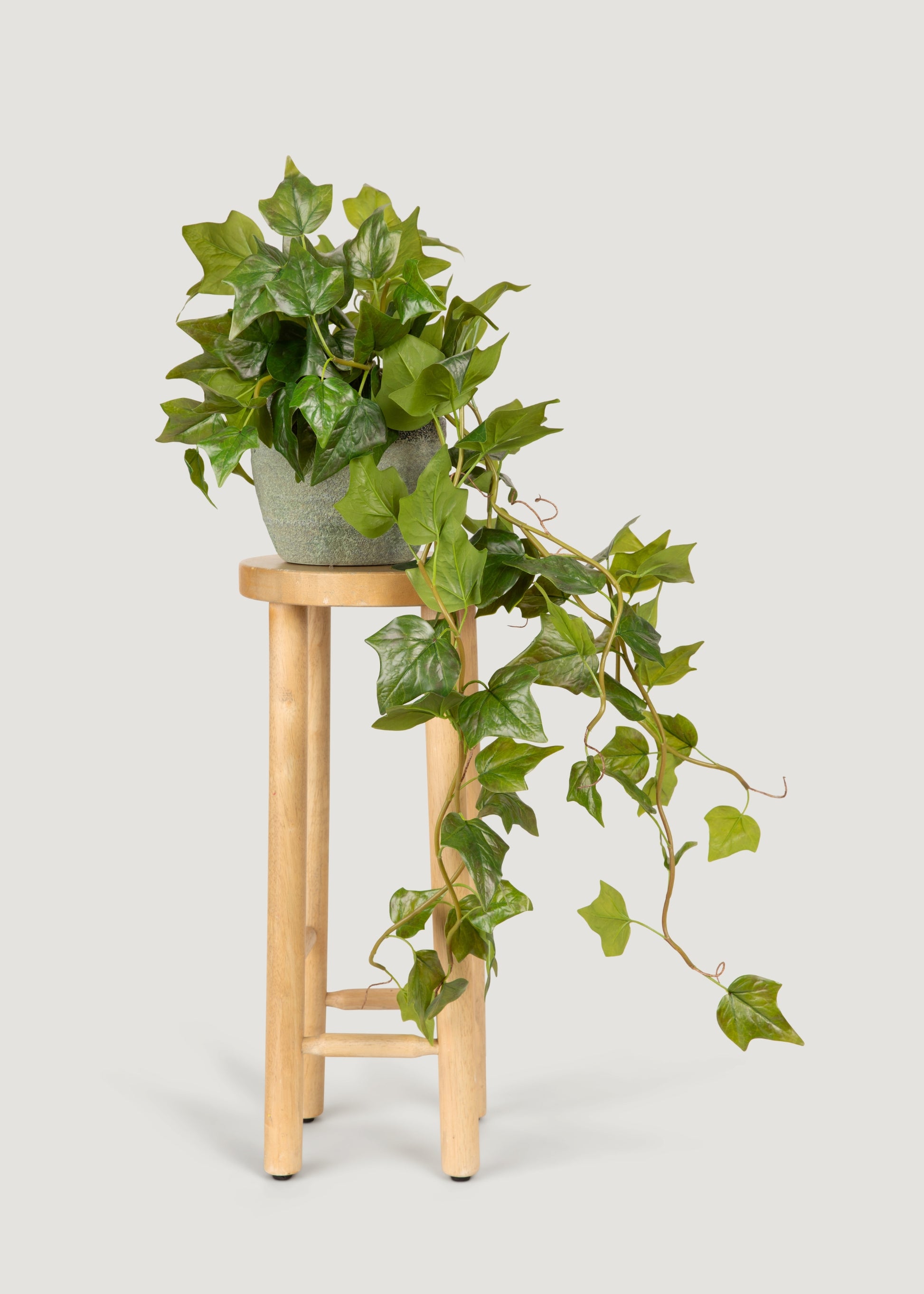 Natural Touch Ivy in Pot
