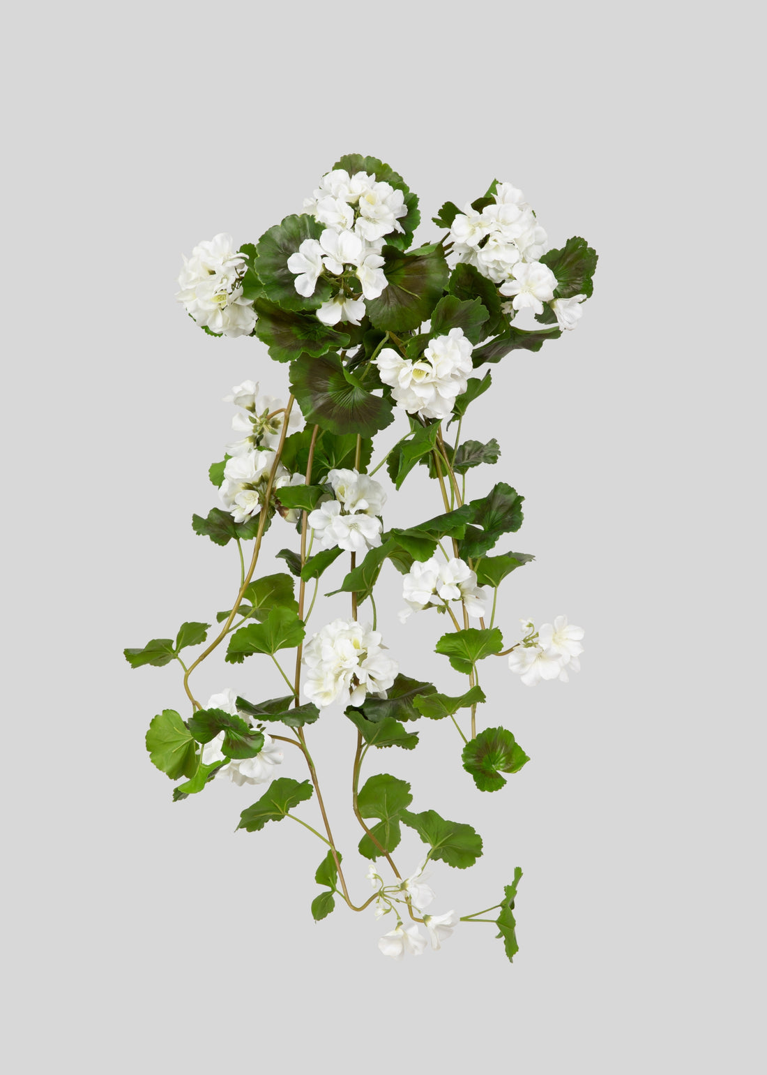 Natural Touch Geranium Hanging Bush