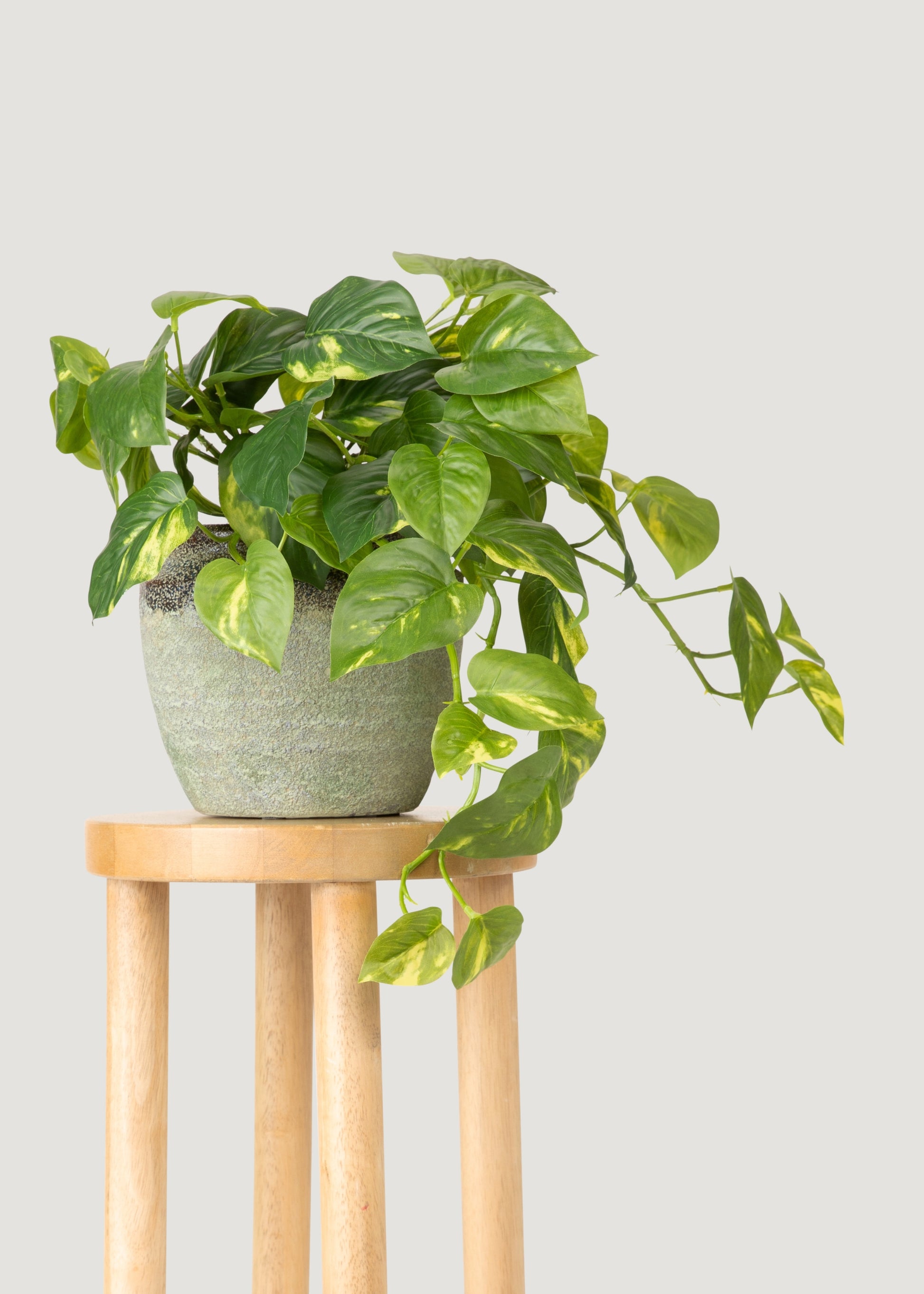 Faux Pothos in Pot
