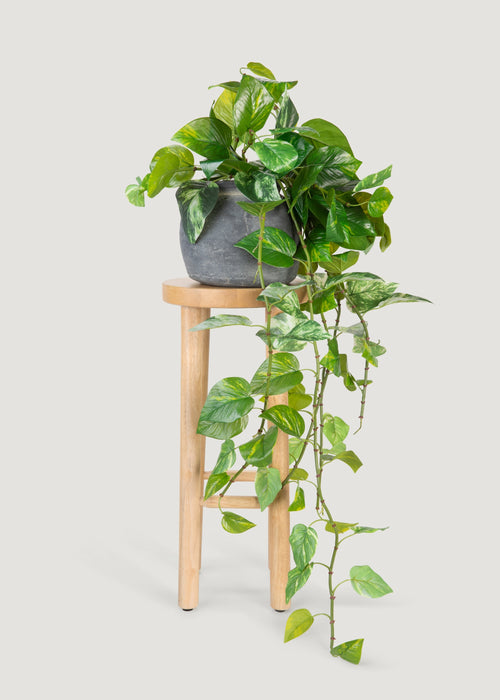 standing pothos UV Treated Pothos Indoor/Outdoor Natural Touch Hanging Plant