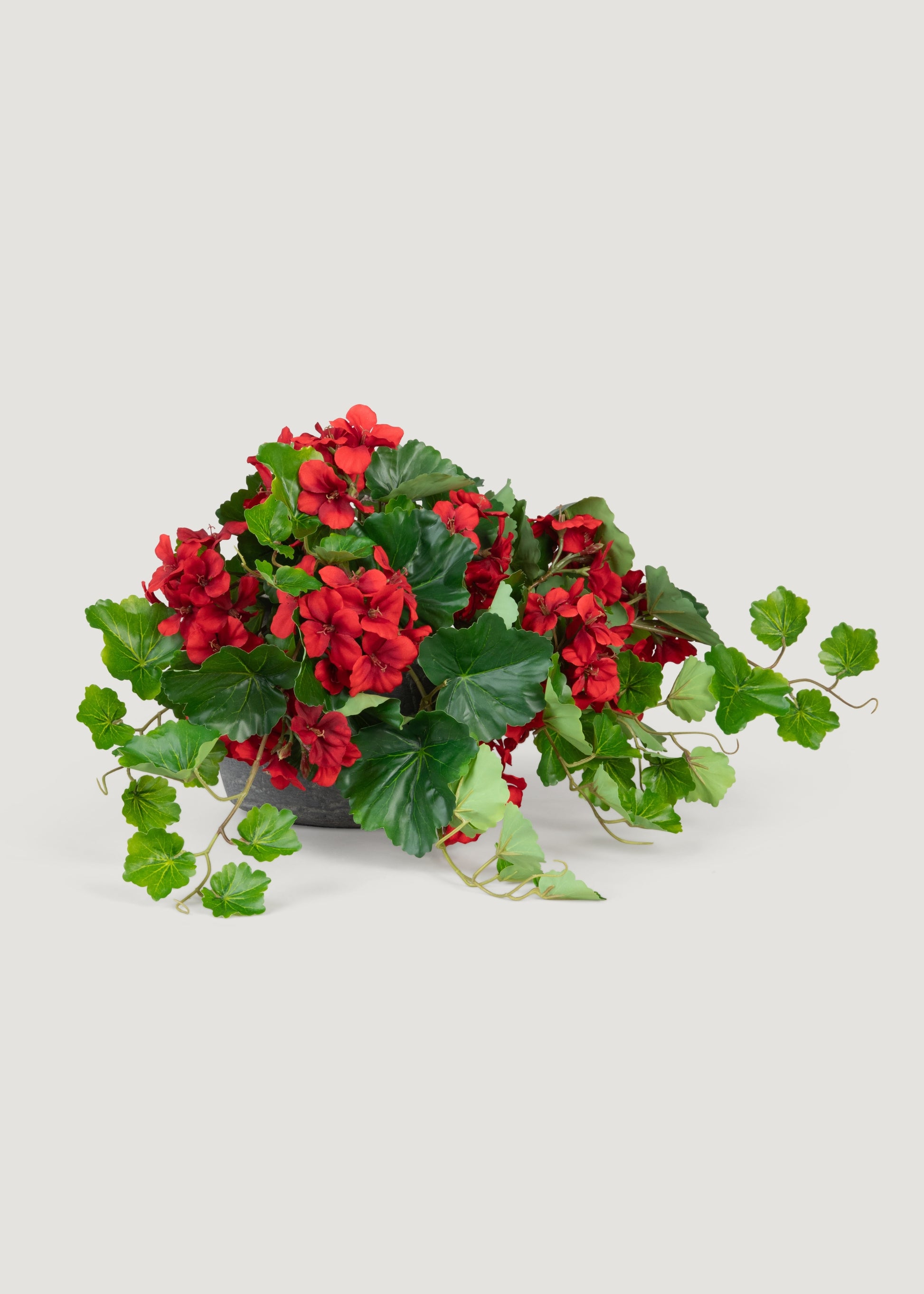 Outdoor Premium Geranium Plant