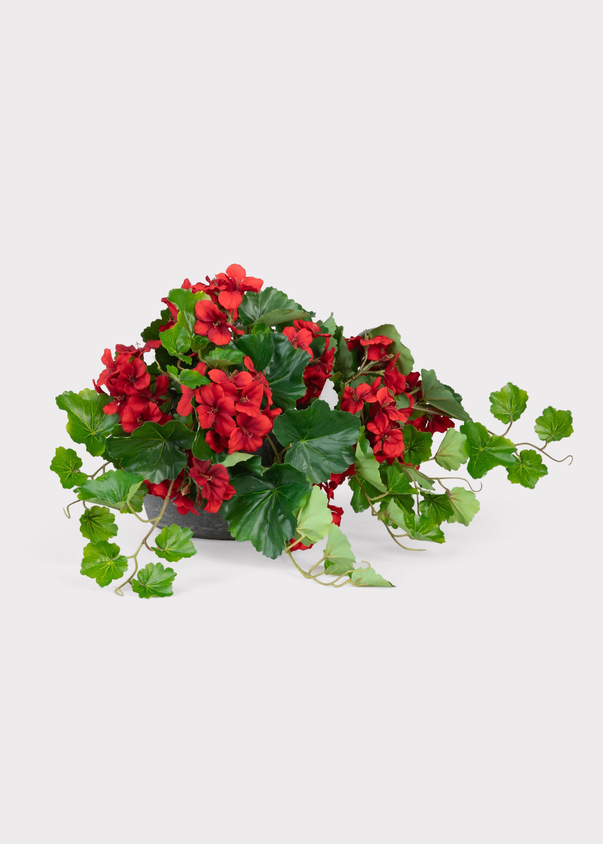 Outdoor Premium Geranium Plant