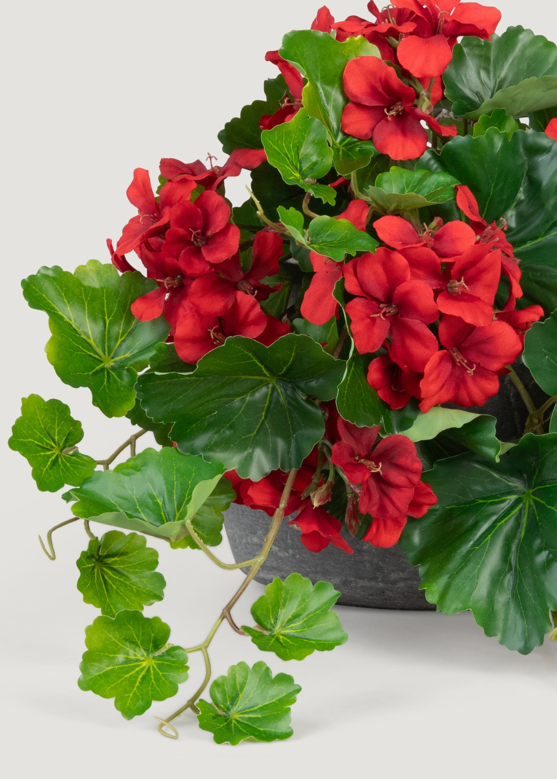 geranium hanging plant UV Protected Red Geranium Bush 24"