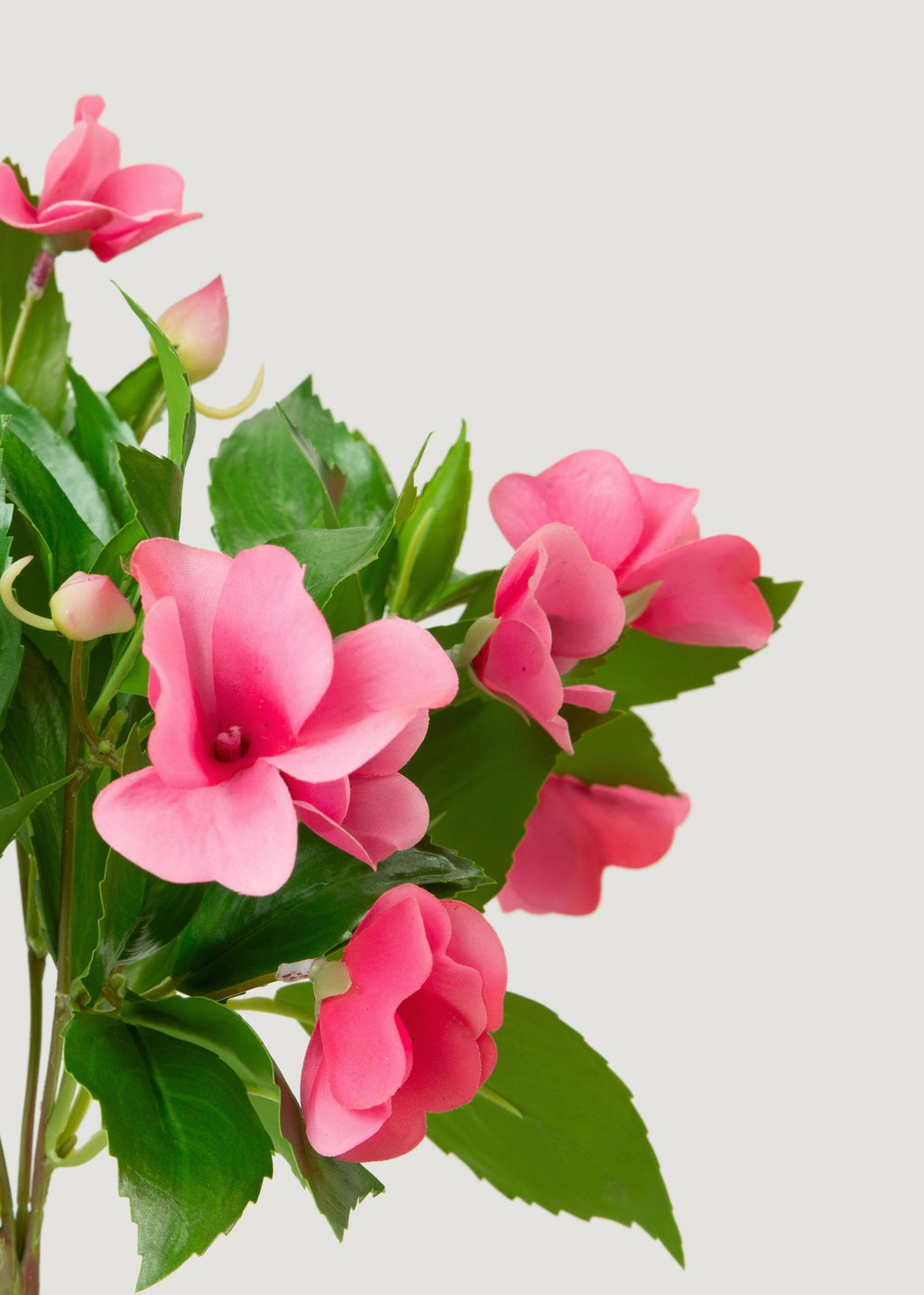 Pink Natural Touch Impatiens 