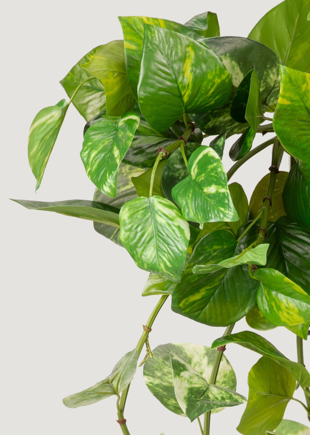 close-up of fake pothos