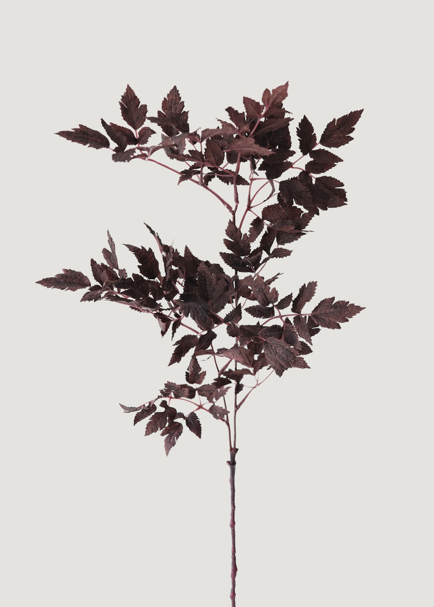 Afloral Cimicifuga Branch