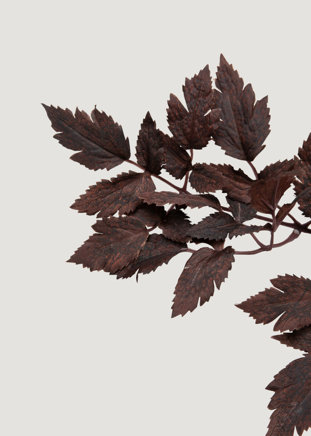 Faux Cimicifuga Leaves