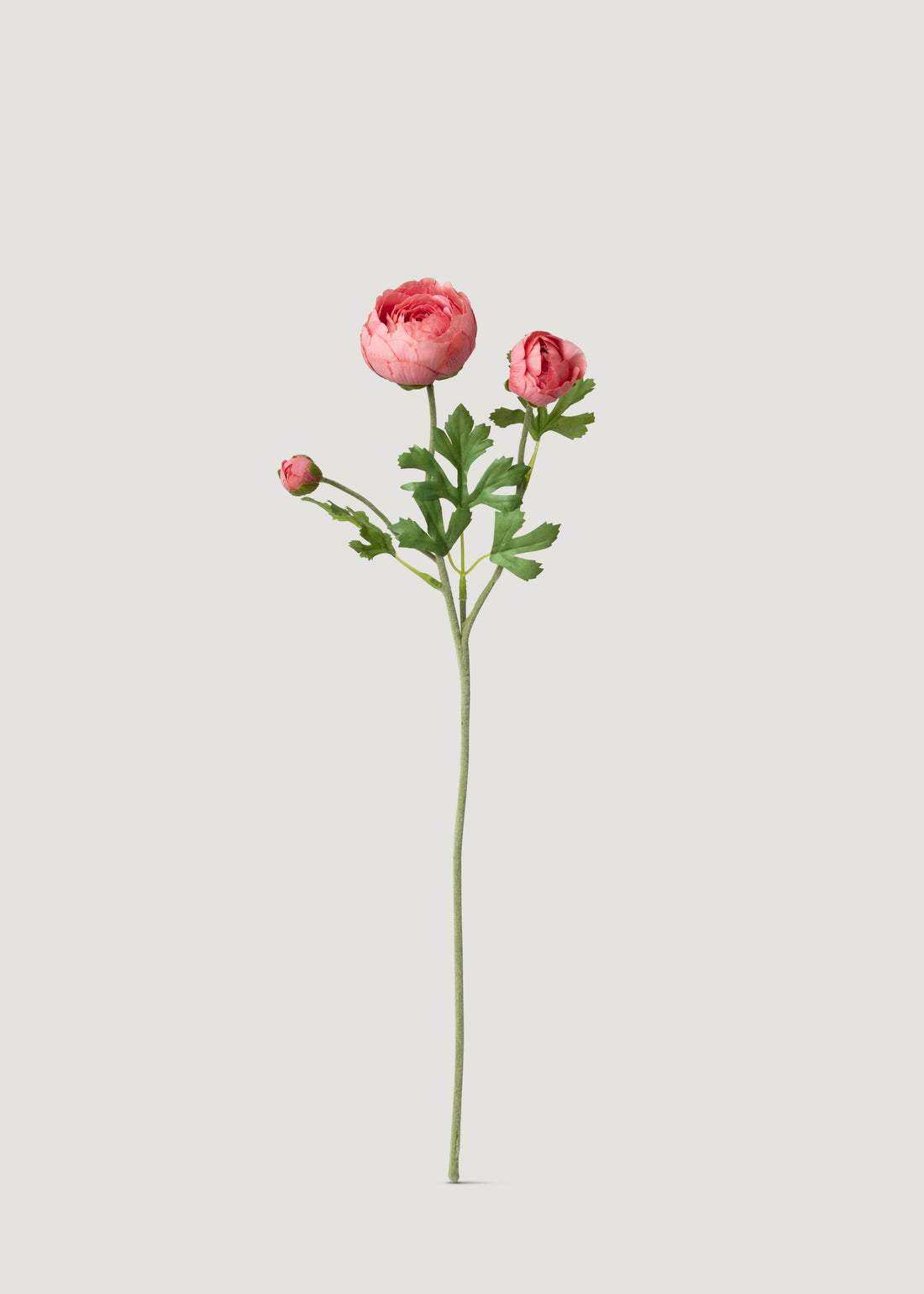 Coral Pink Real Touch Ranunculus Flowers 