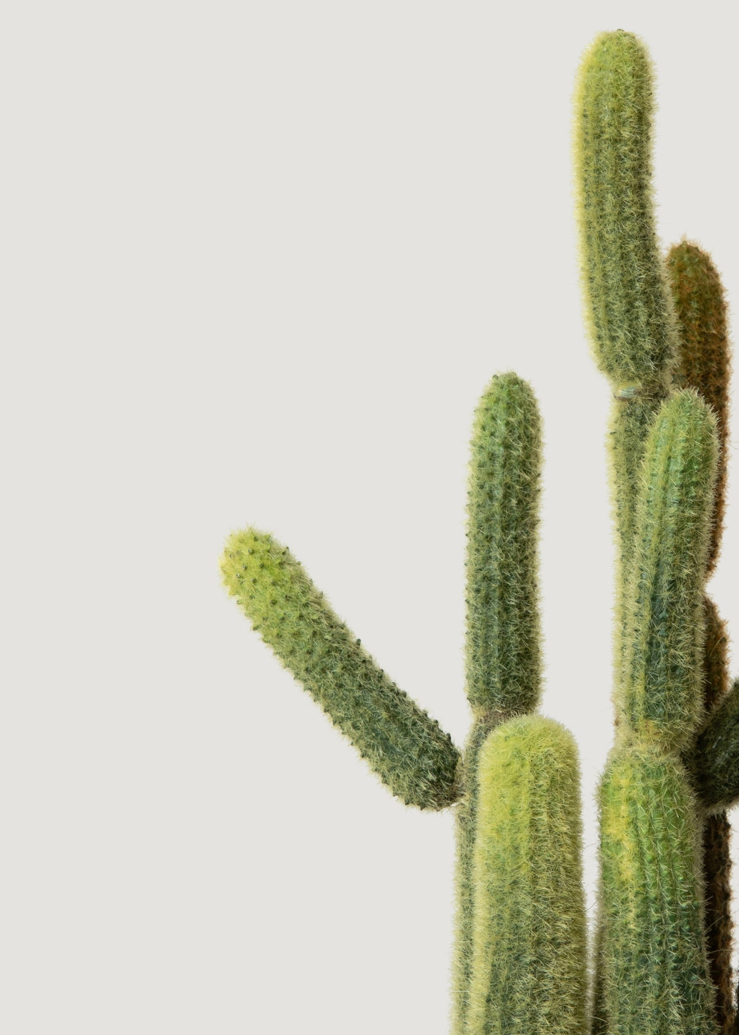 Small Faux Cactus