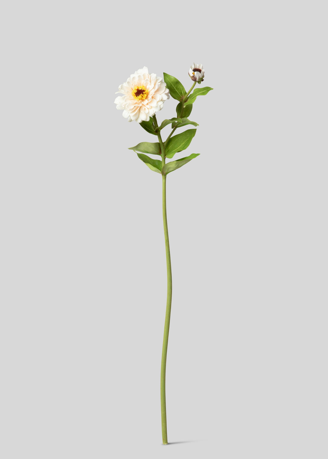 Zinnia Real Touch Flower