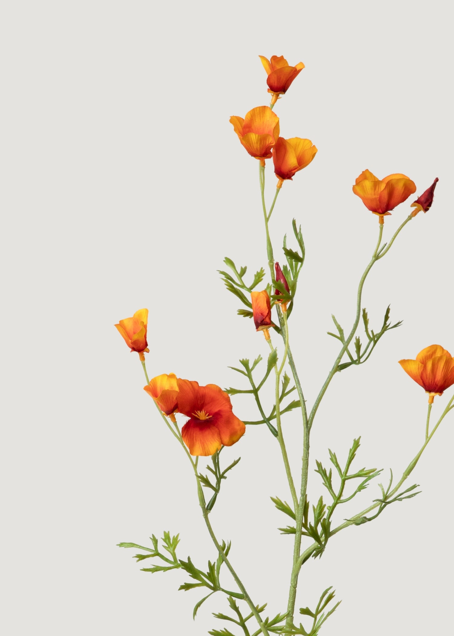 Mini Poppies