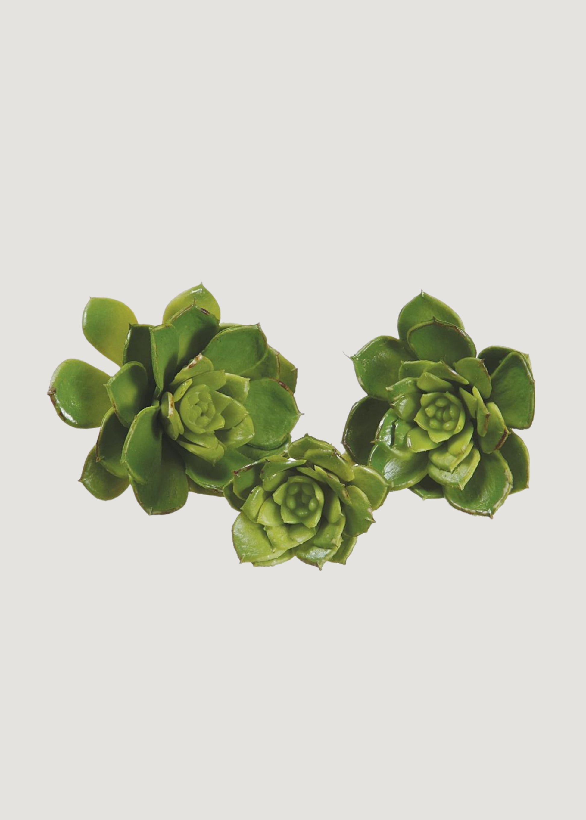 are succulents real or fake 5" Baby Echeveria Assortment (3 ea/bag) Green 12 pieces CE1001-GR