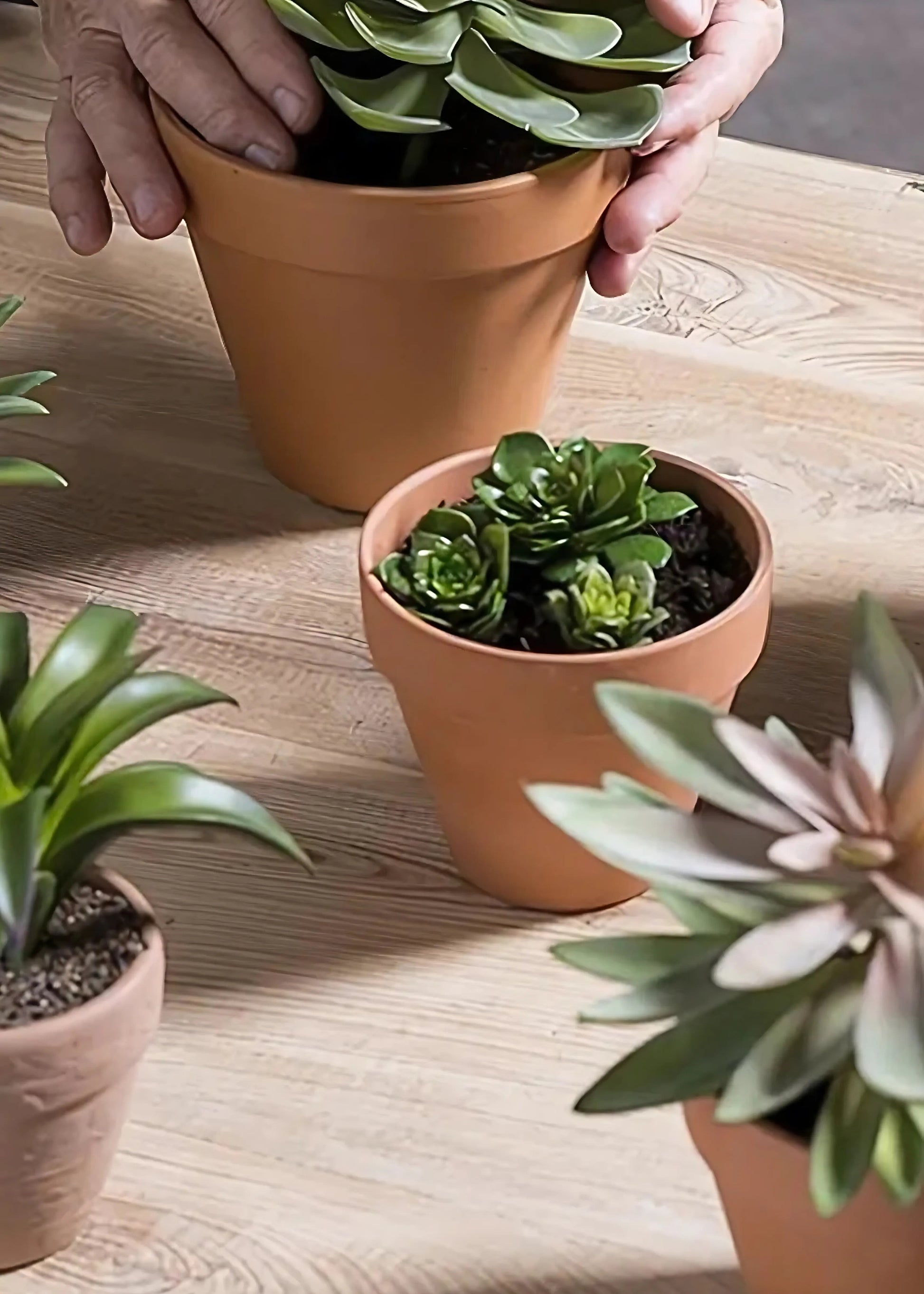 mini fake potted succulents 5" Baby Echeveria Assortment (3 ea/bag) Green 12 pieces CE1001-GR