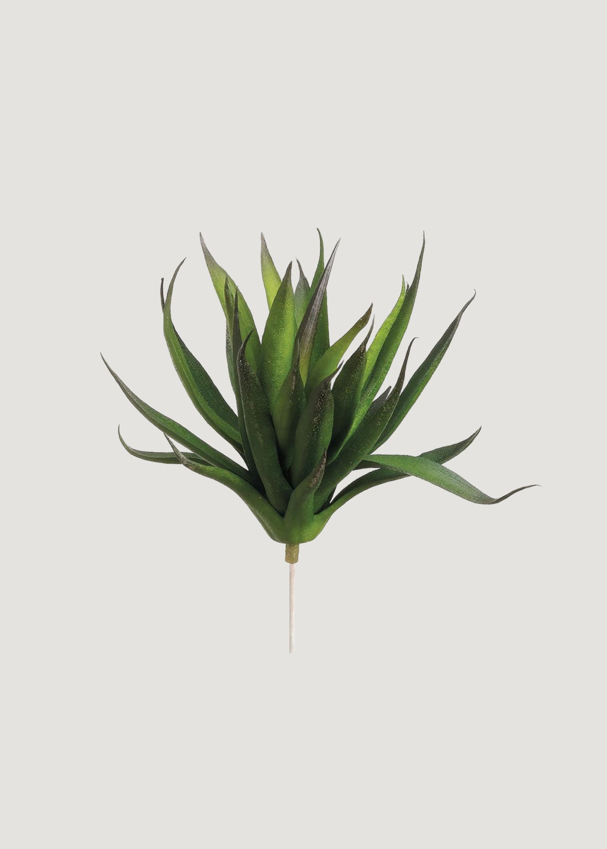 succulent that looks like agave Fake Agave Succulent Plant