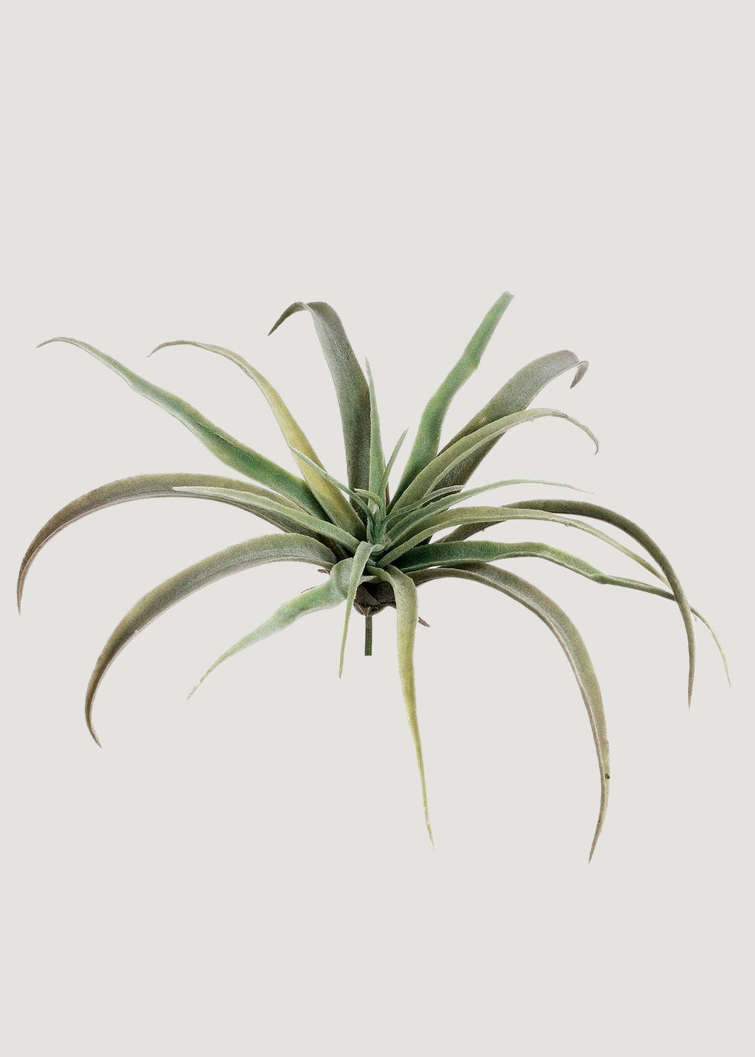 Fake Tillandsia 