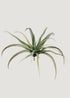 Fake Tillandsia 