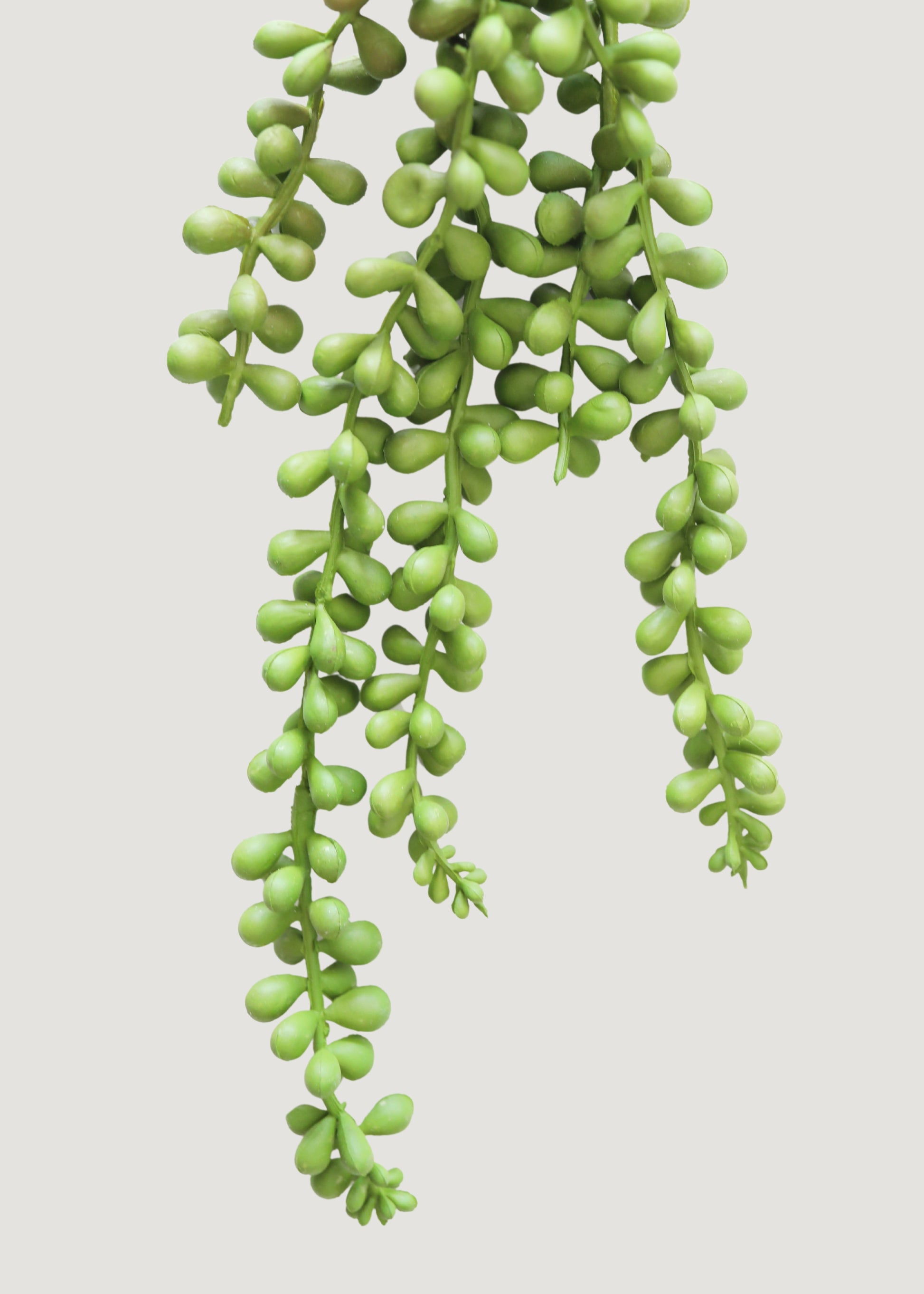 faux trailing succulent Allstate Floral Soft String of Green Pearls Spray, 13 in