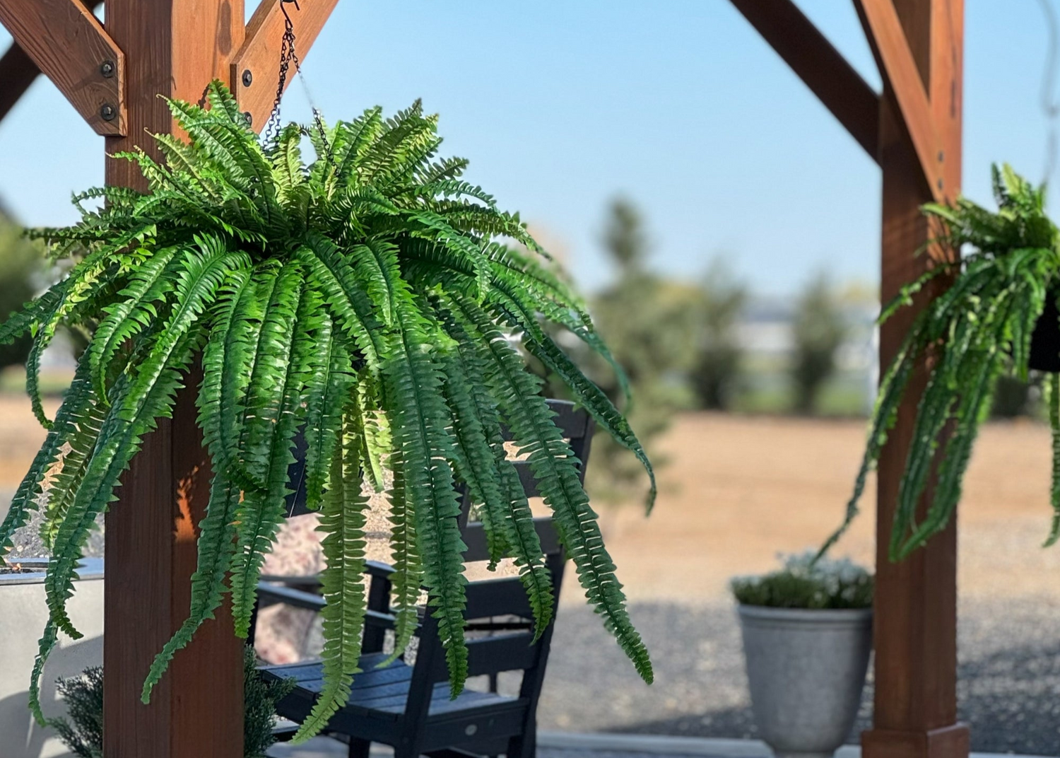 Potted ferns hanging from wooden pergola with blurred outdoor background