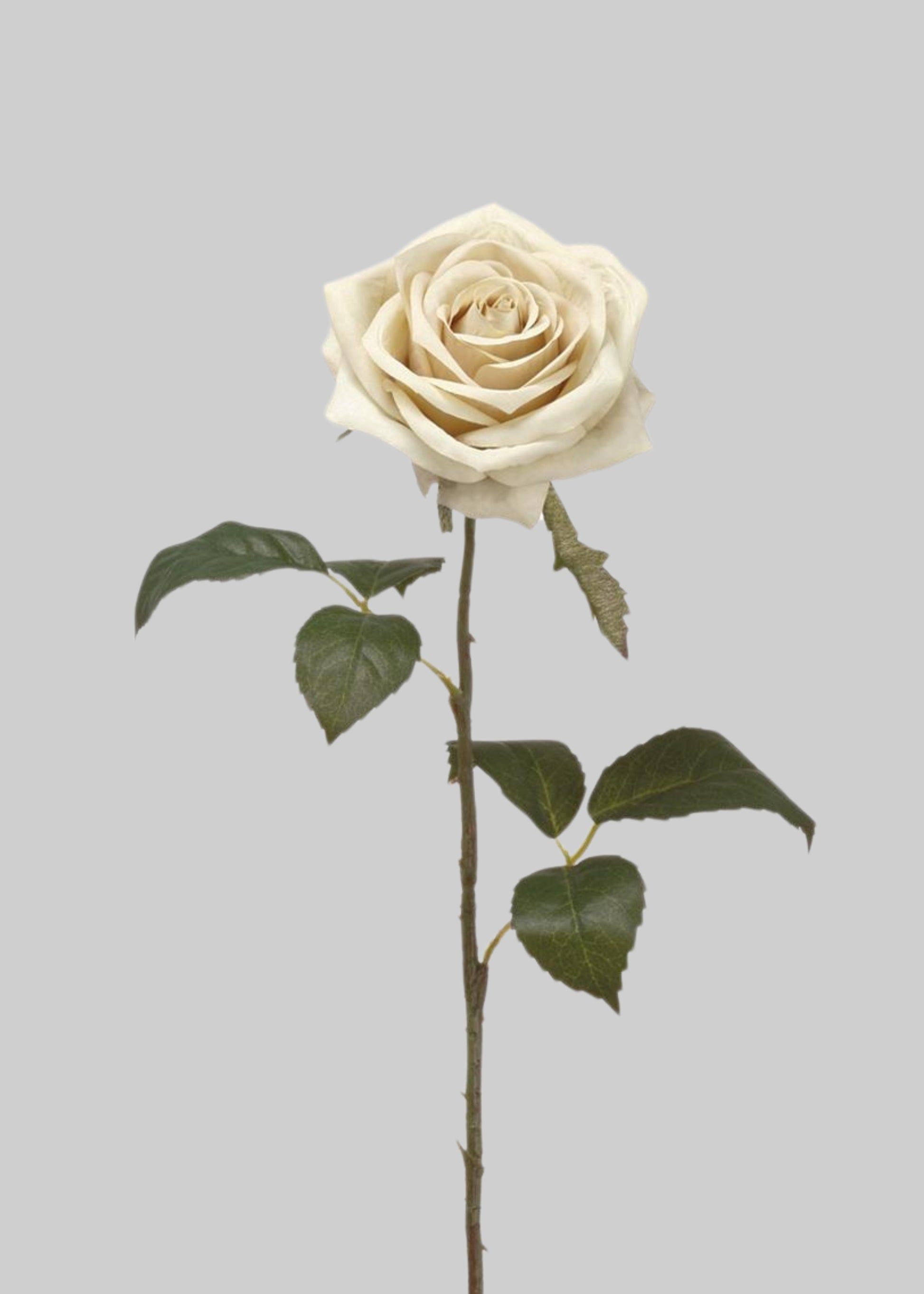 Faux Rose in Eggshell Cream