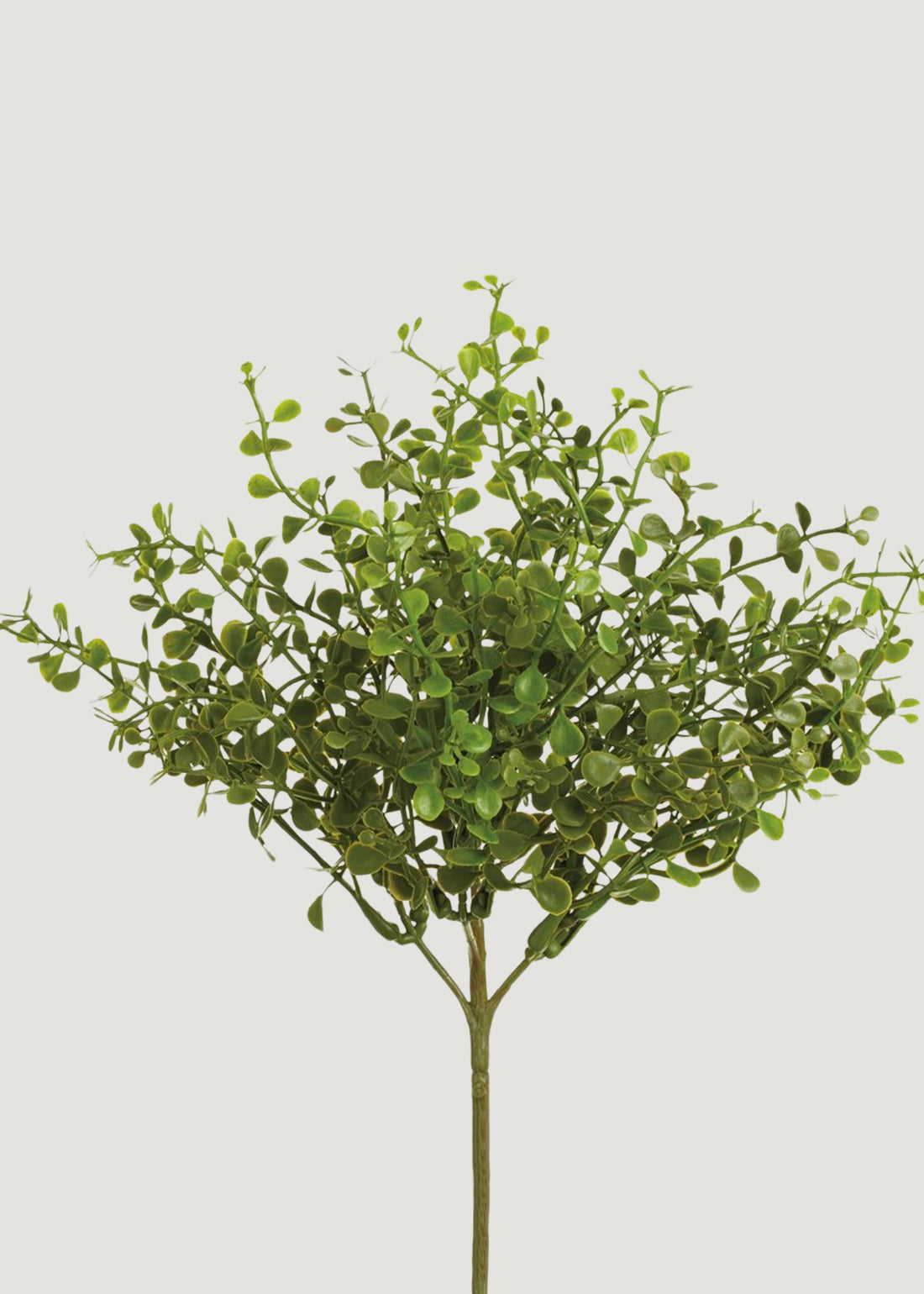  Fake Button Fern 
