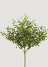  Fake Button Fern 
