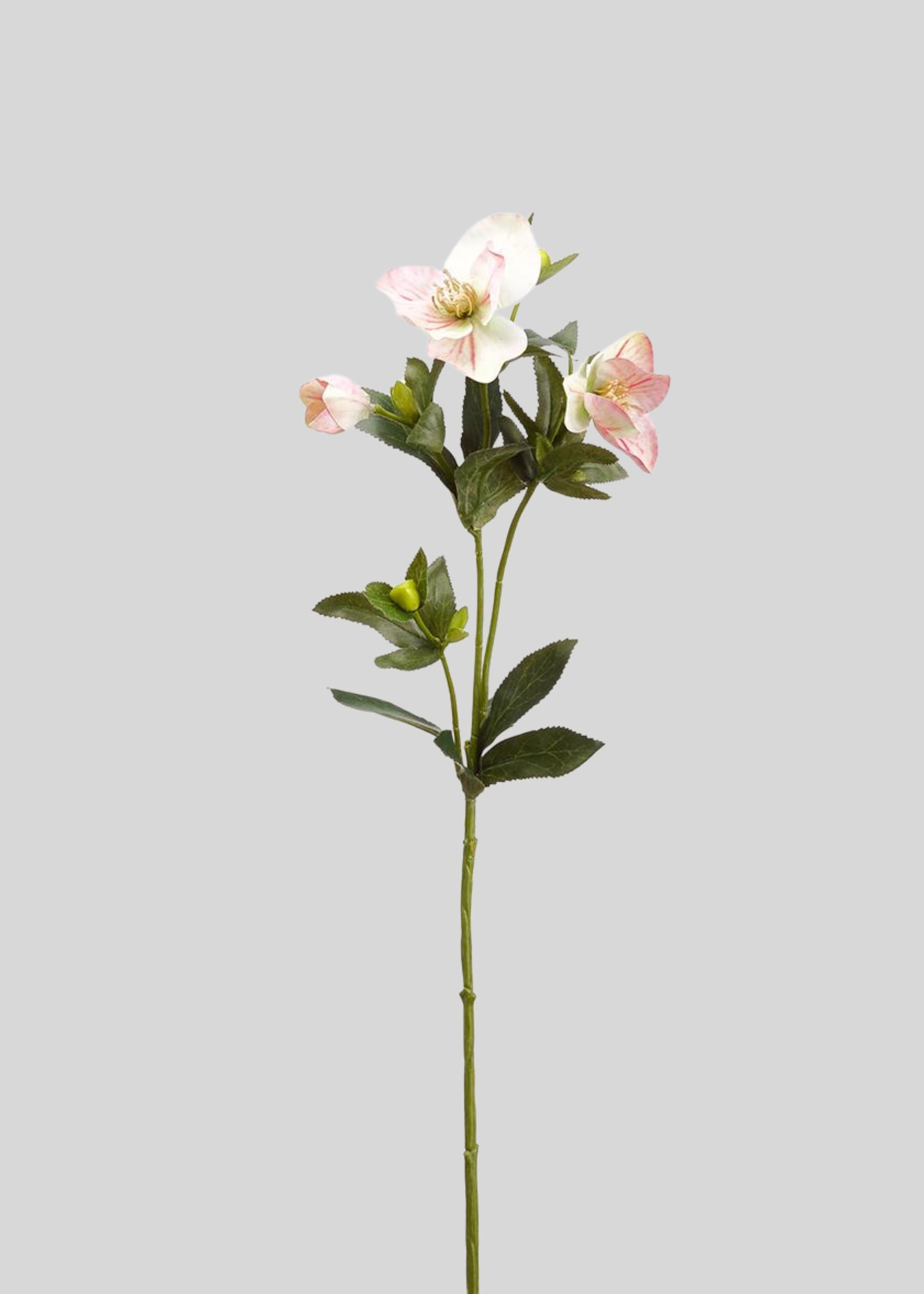 Pink Fake Blooming Hellebore