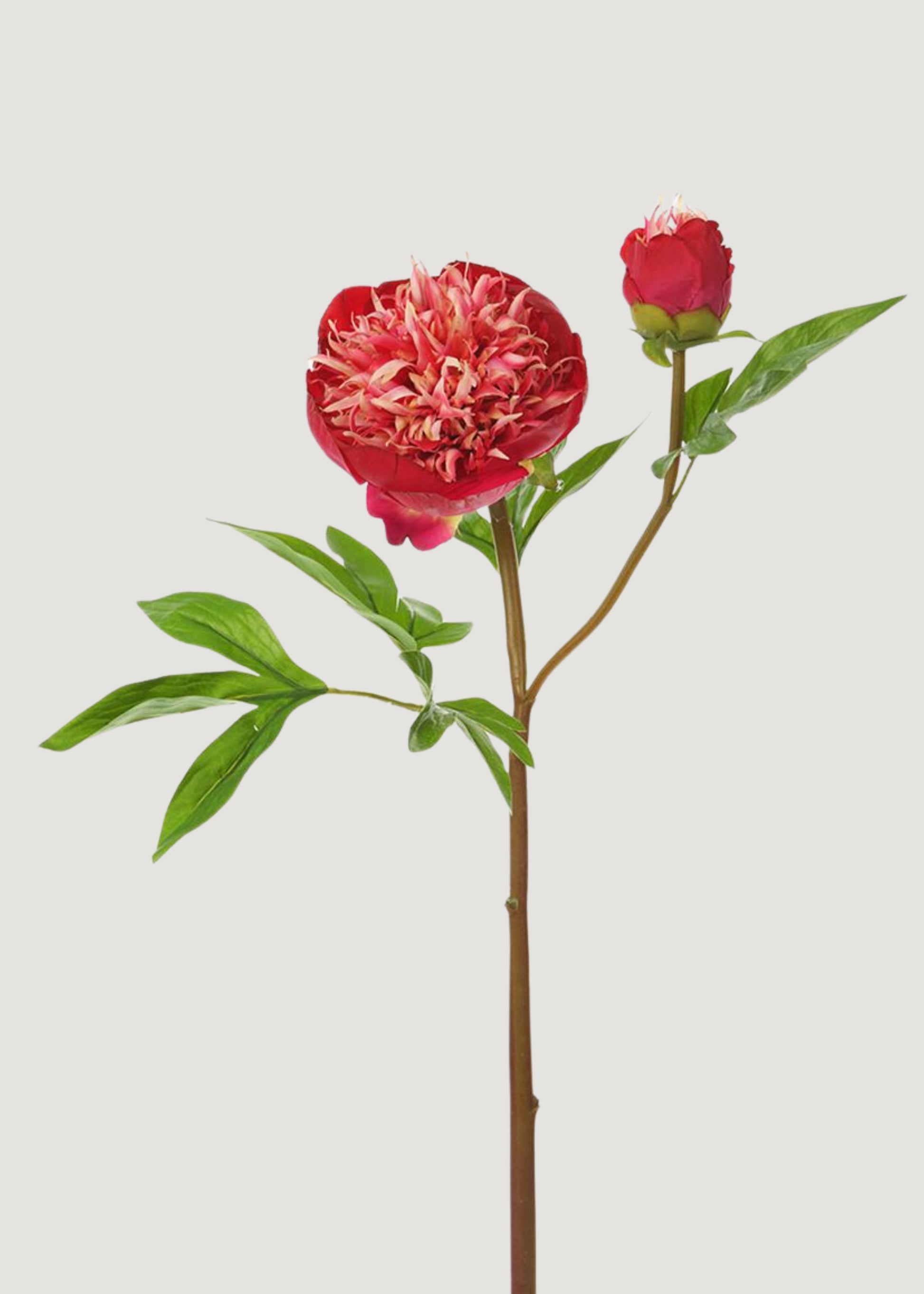 Red and Cream Fake Real Touch Peony with Bud 