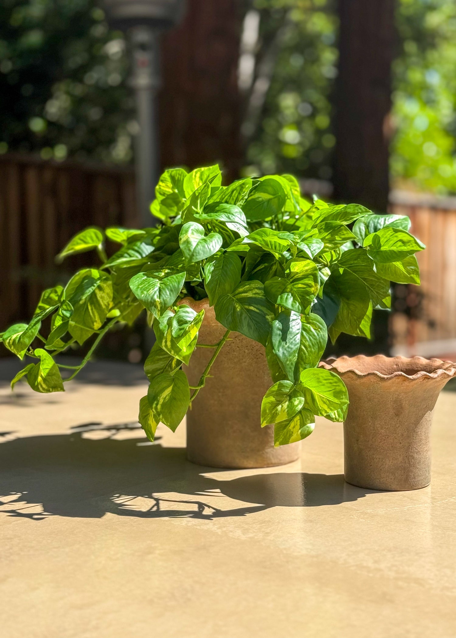 Artificial UV Treated Pothos 