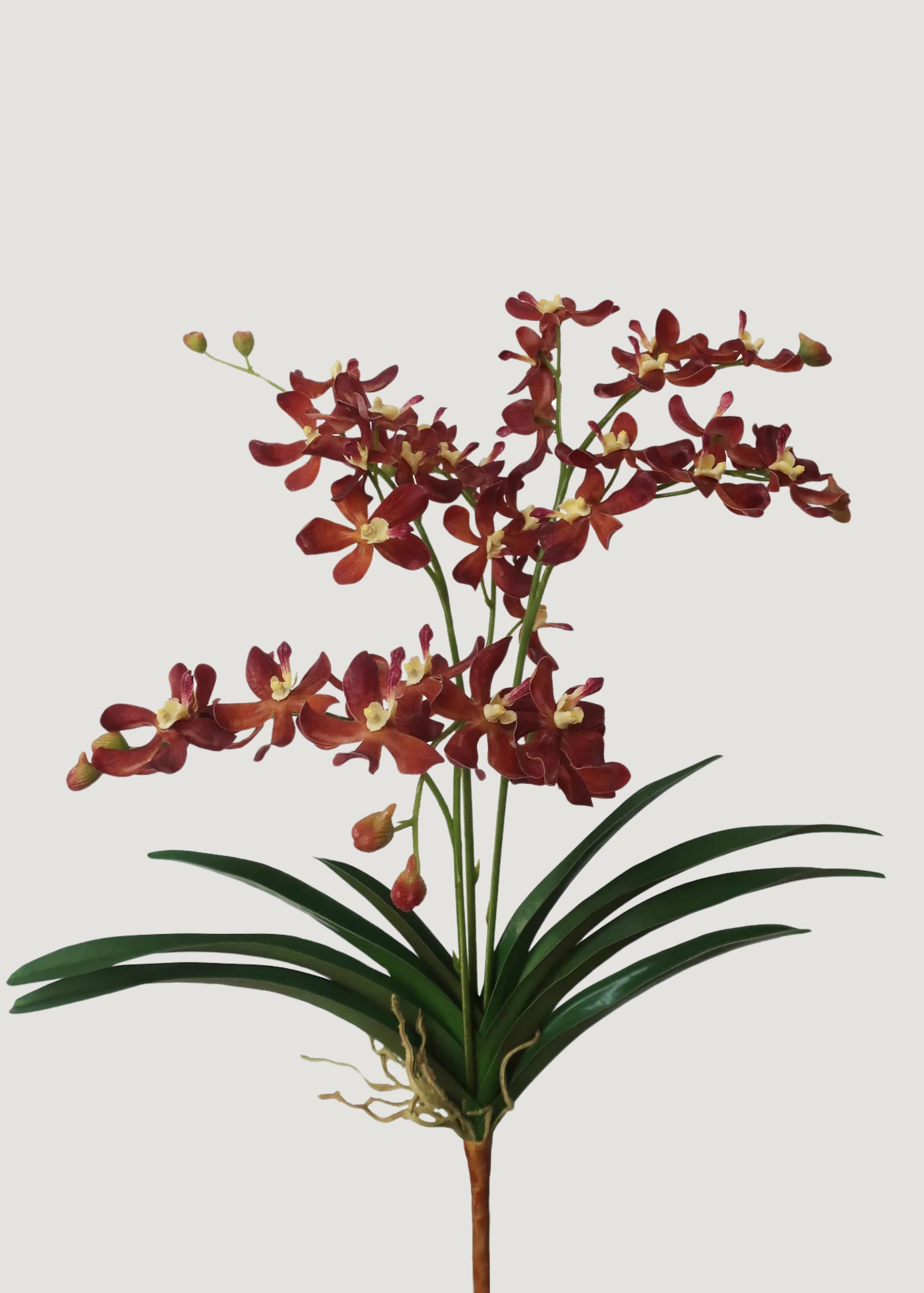 Mocha Brown Faux Blooming Vanda Orchid Plant 