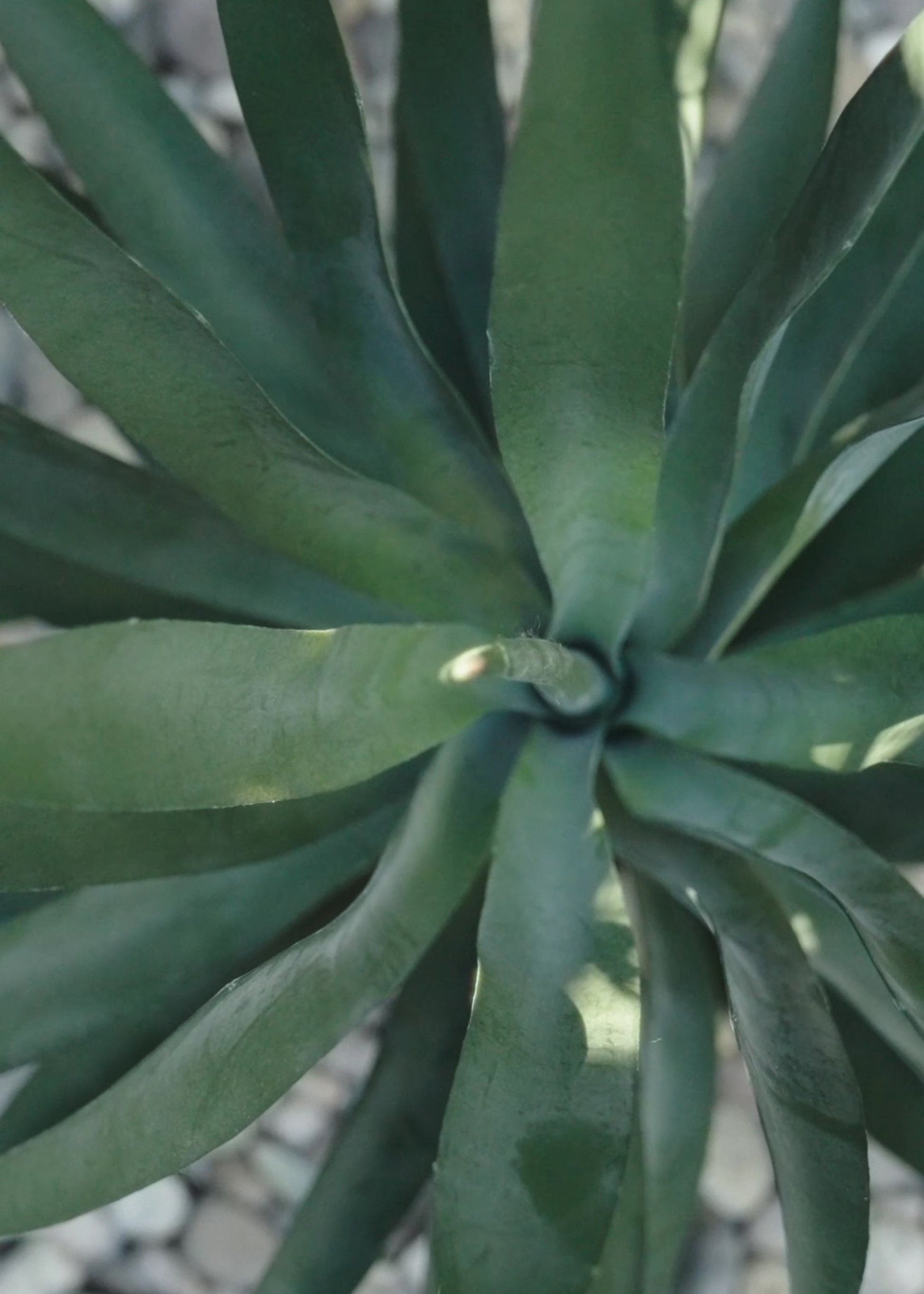 Artificial Yucca Plant Close-up